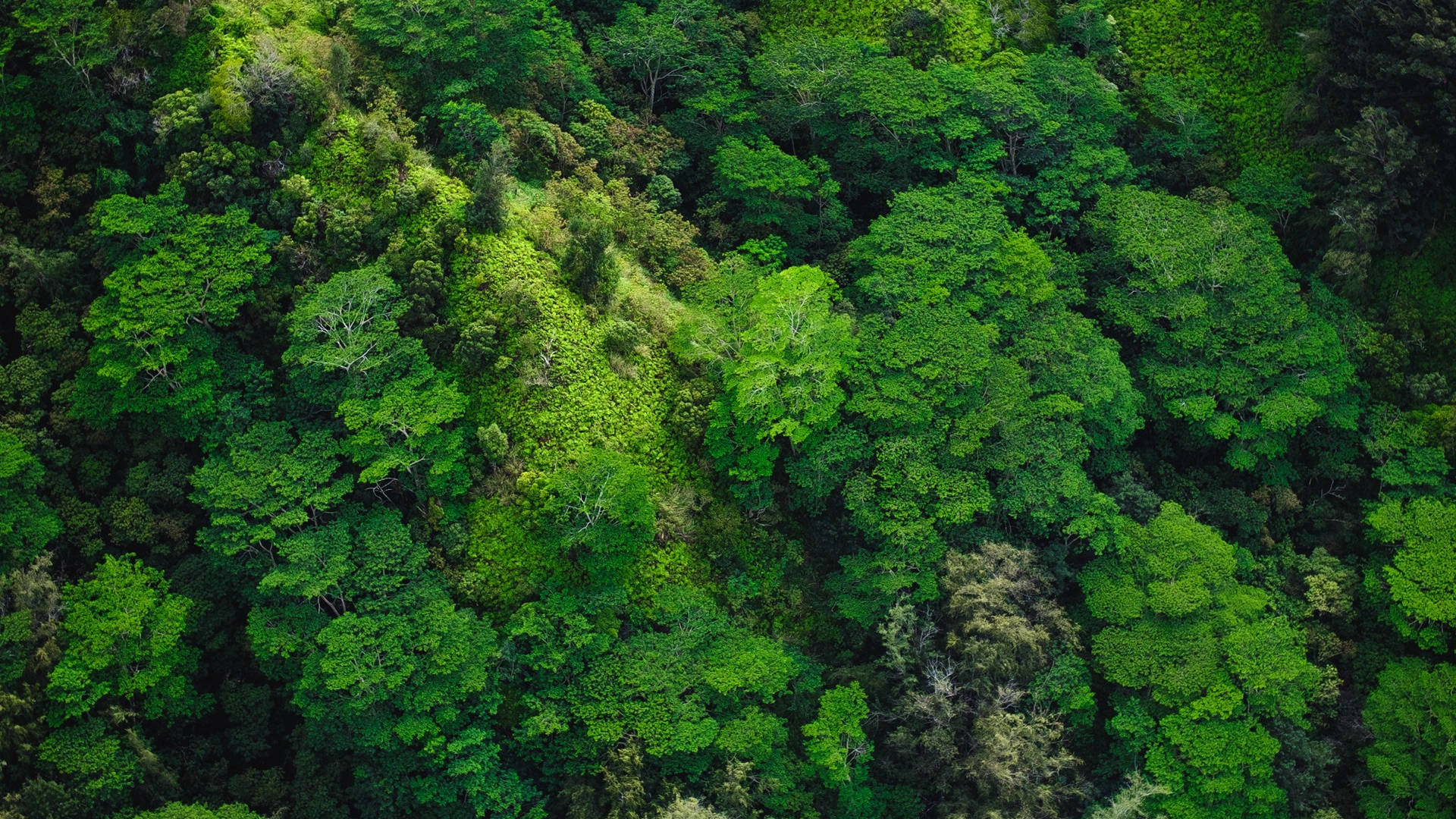 Luftfoto av skog Bakgrunner