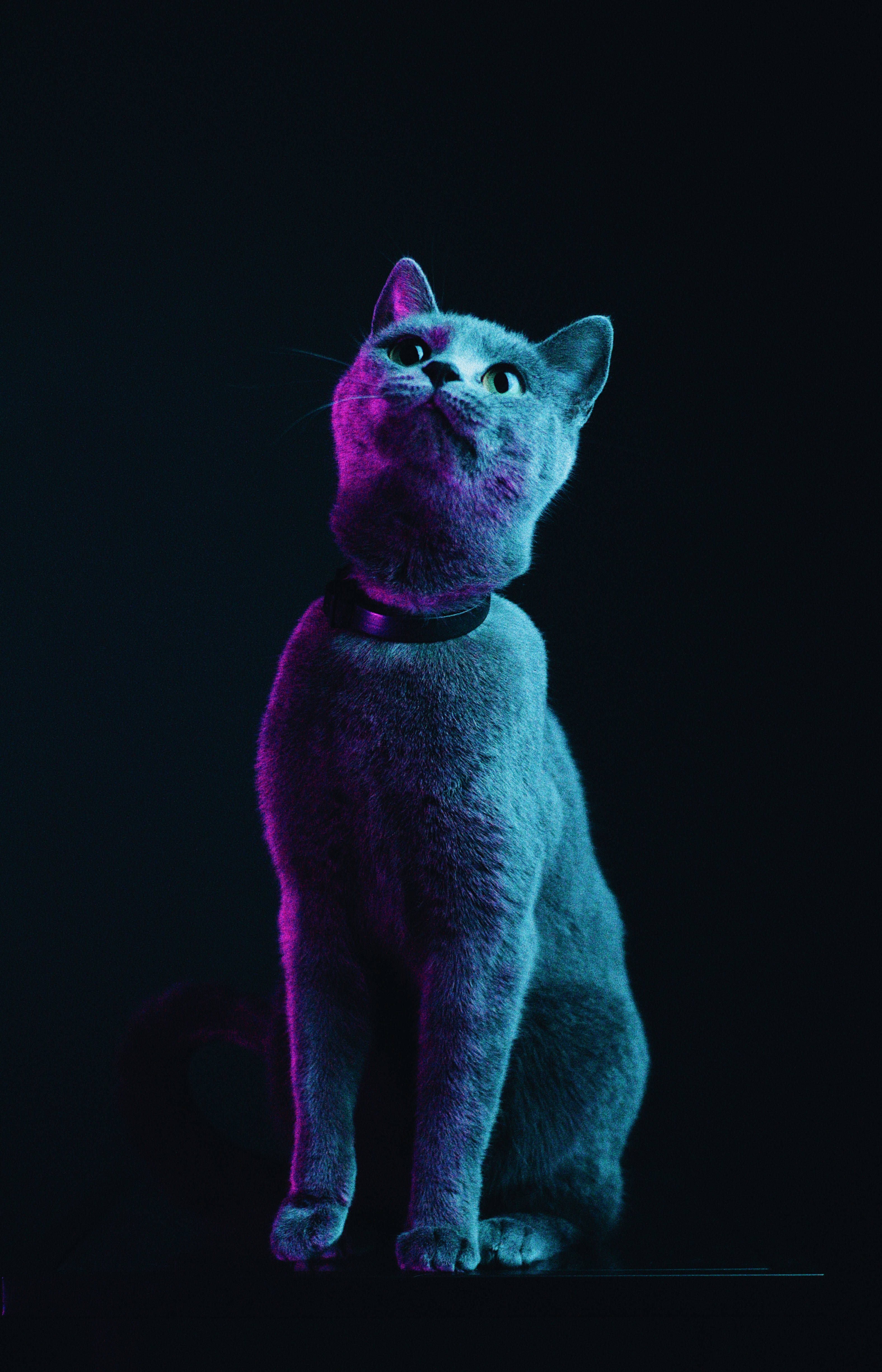 Luftig grå katt Bakgrunner