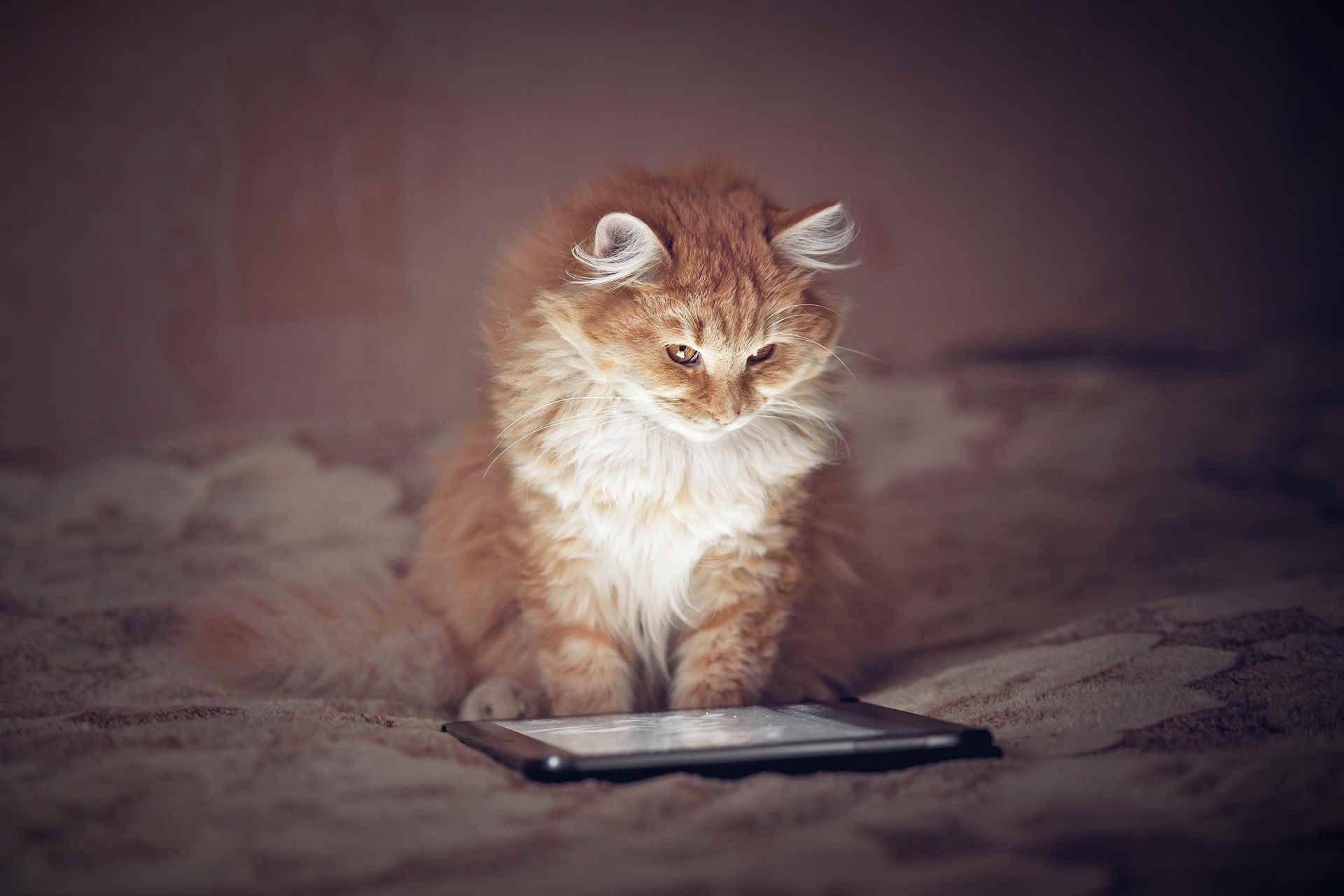 Luftig rød katt på data Bakgrunner