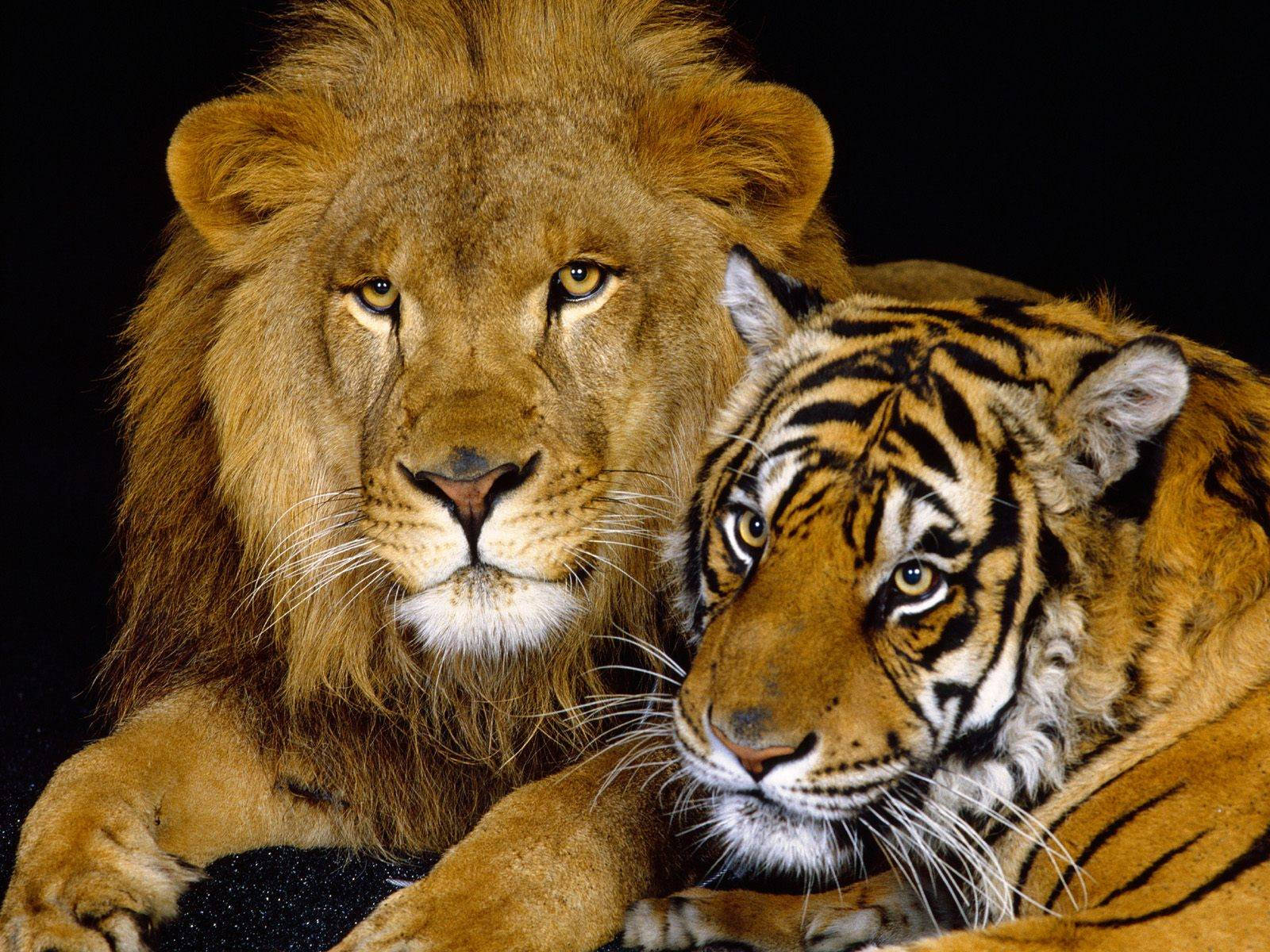 Løve og tiger sammen Bakgrunner