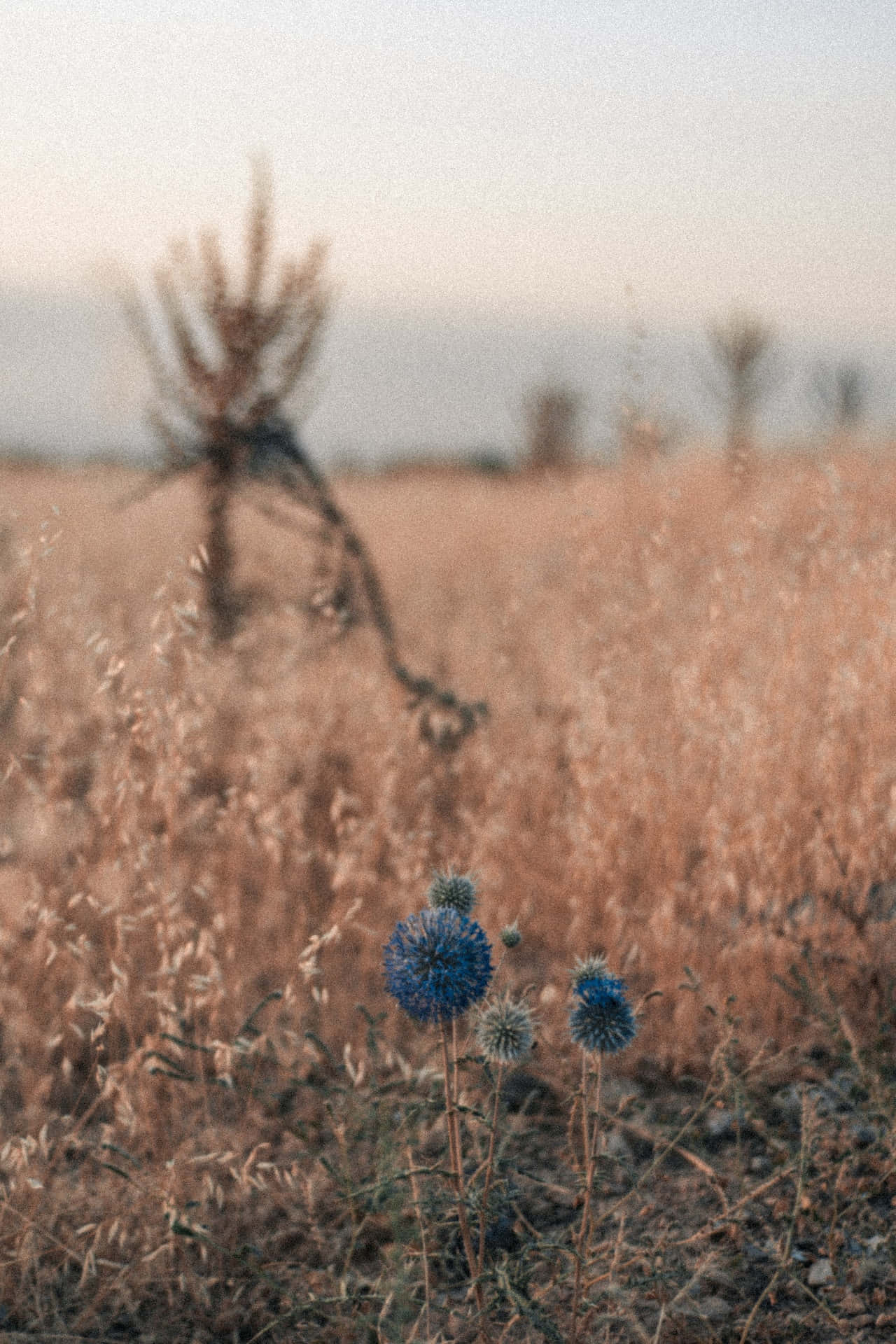 Løvetann blå blomster telefon Bakgrunner