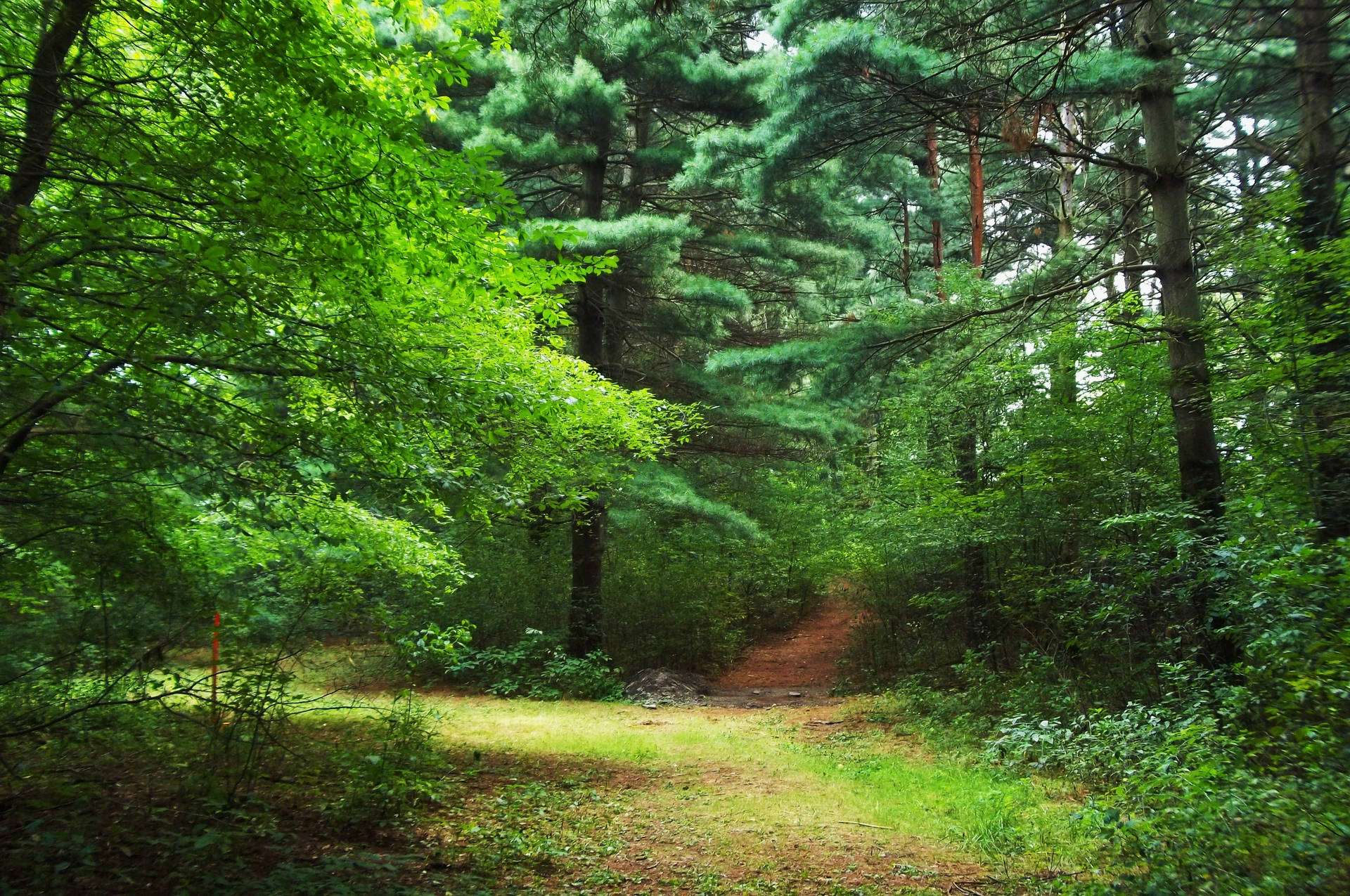 Lys grønn skog bakgrunnsbilde