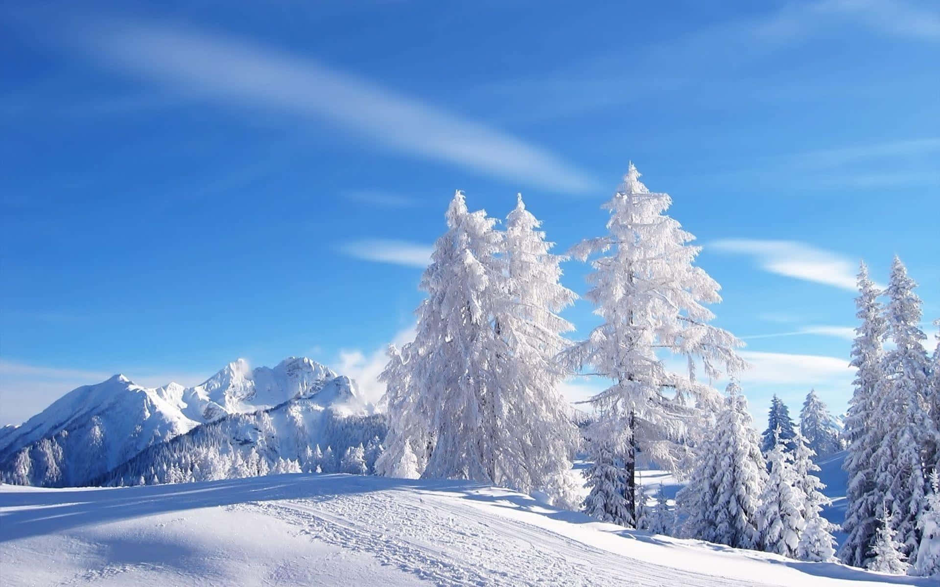 Lys himmel i vinterlandskap bakgrunn Bakgrunner