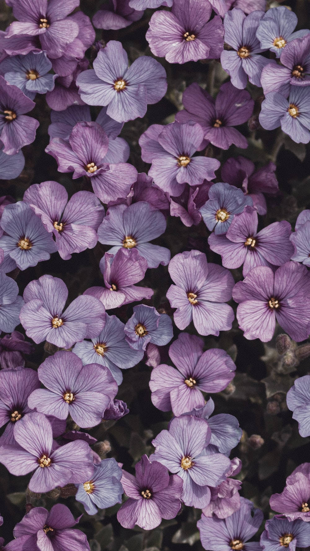Lys lilla estetiske Aubrieta-blomster Bakgrunner