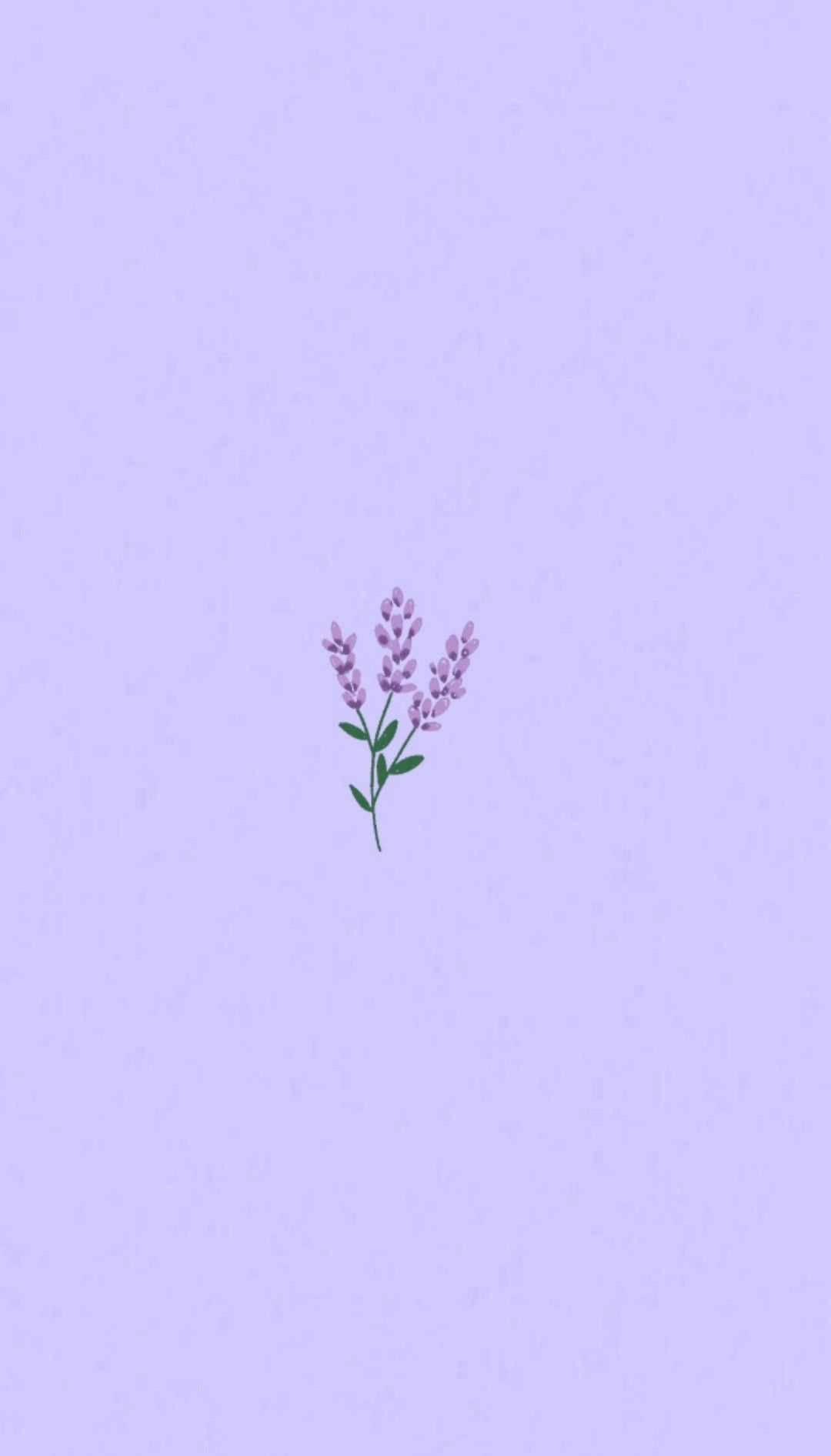 Lys lilla estetisk lavendelblomst Bakgrunner