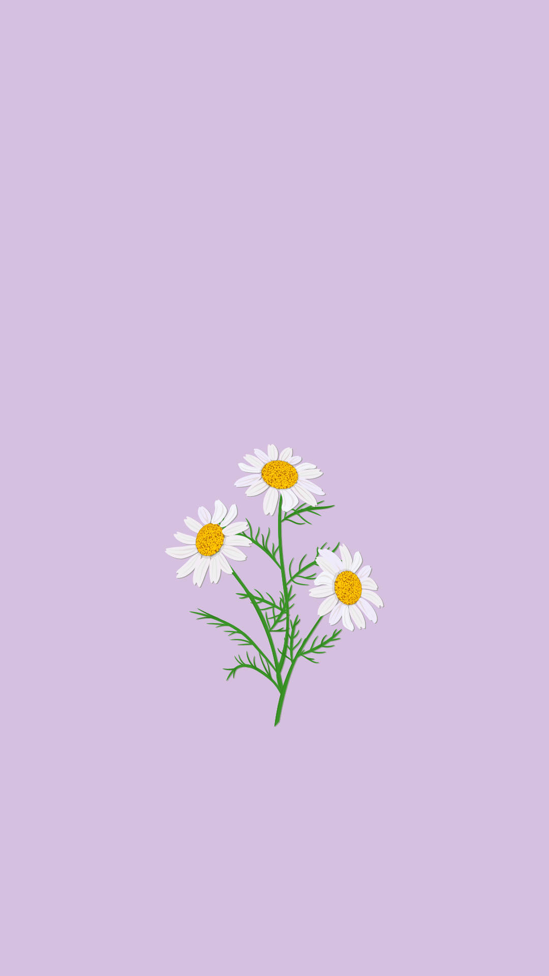 Lys lilla estetiske kamilleblomster Bakgrunner