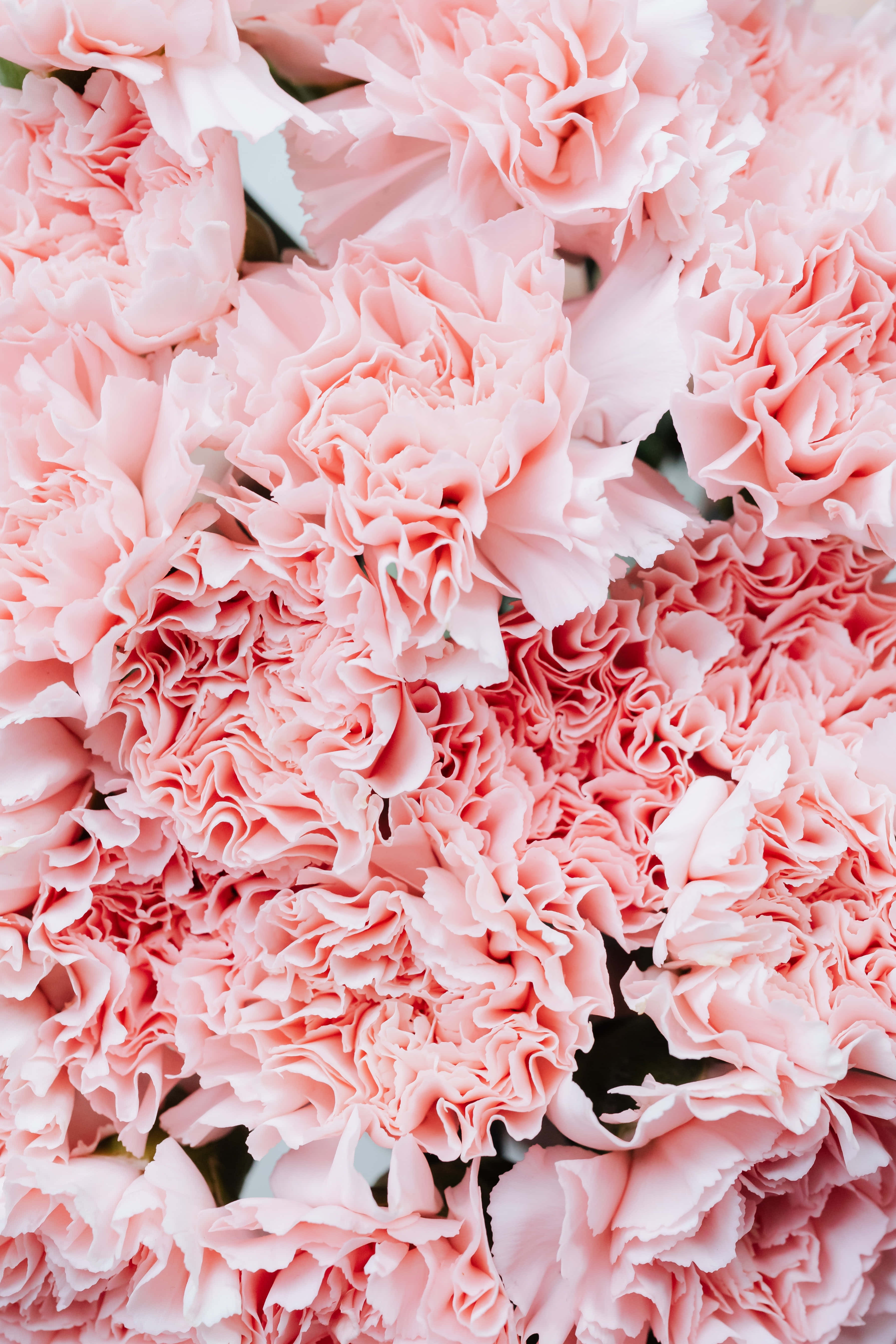 Lys opp dagen med en nydelig rosa blomst Bakgrunner