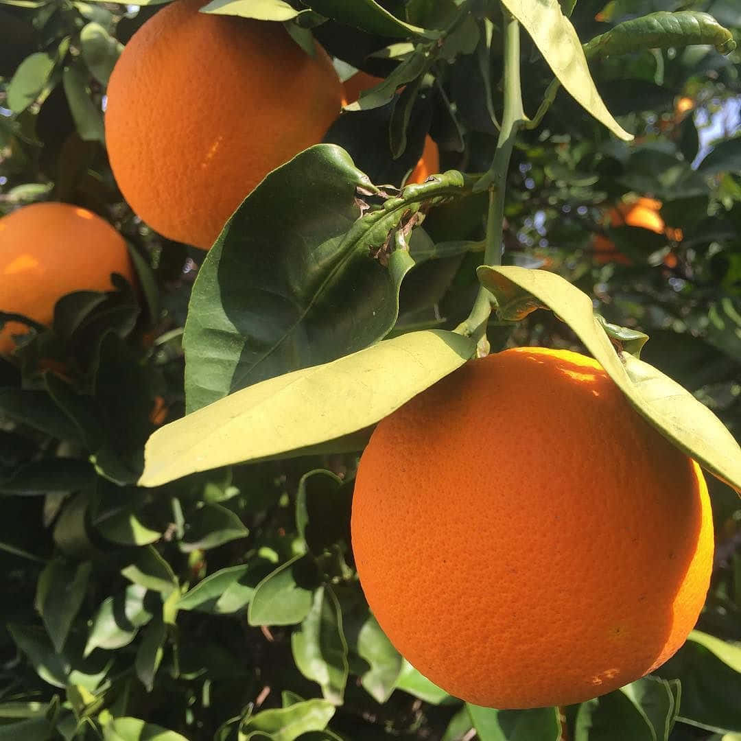Lys opp dagen med et strålende innslag av livlig oransje! Bakgrunner