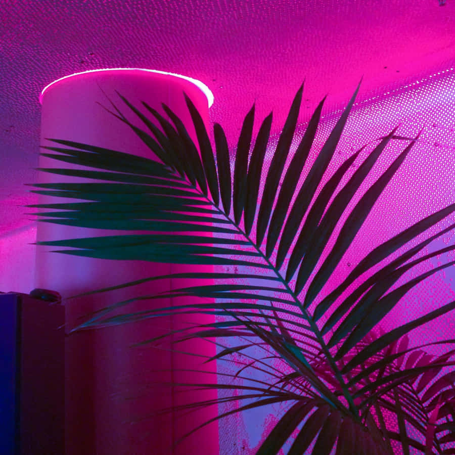 Lys opp livet ditt med denne strålende neonrosa estetikken Bakgrunner