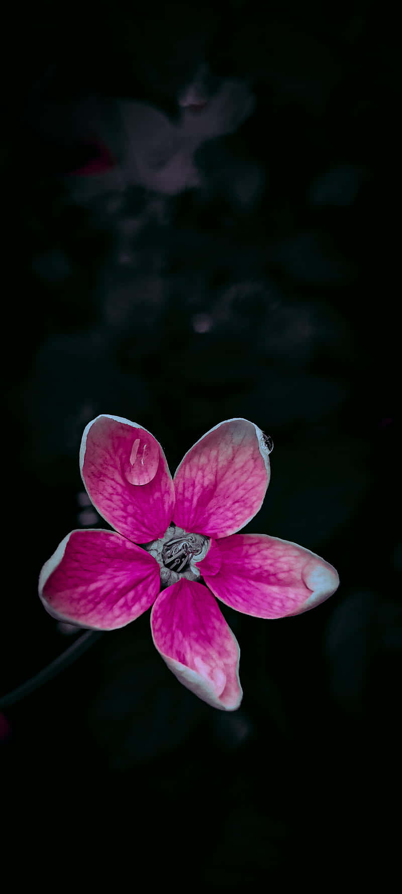 Lys orkide svart og rosa blomst Bakgrunner