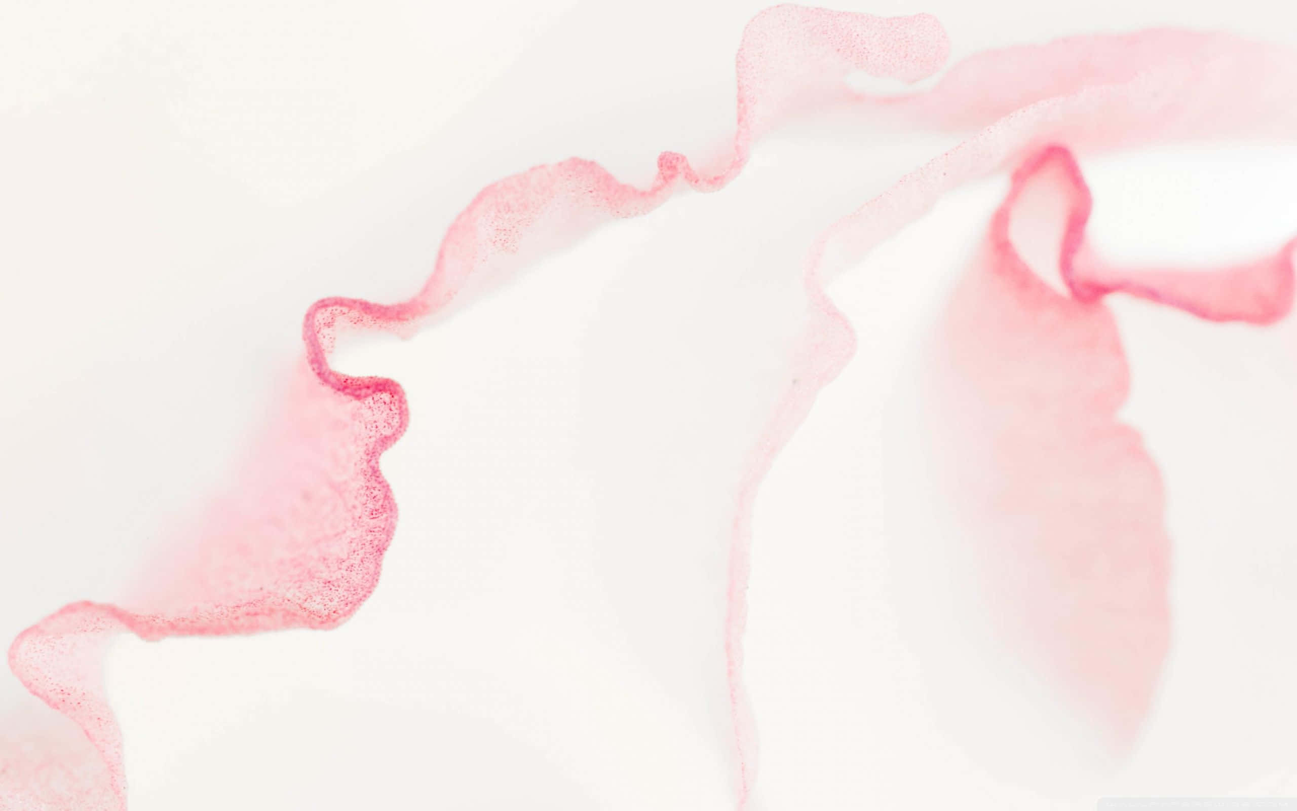 Lys rosa bakgrunn med kurvede linjer Bakgrunner