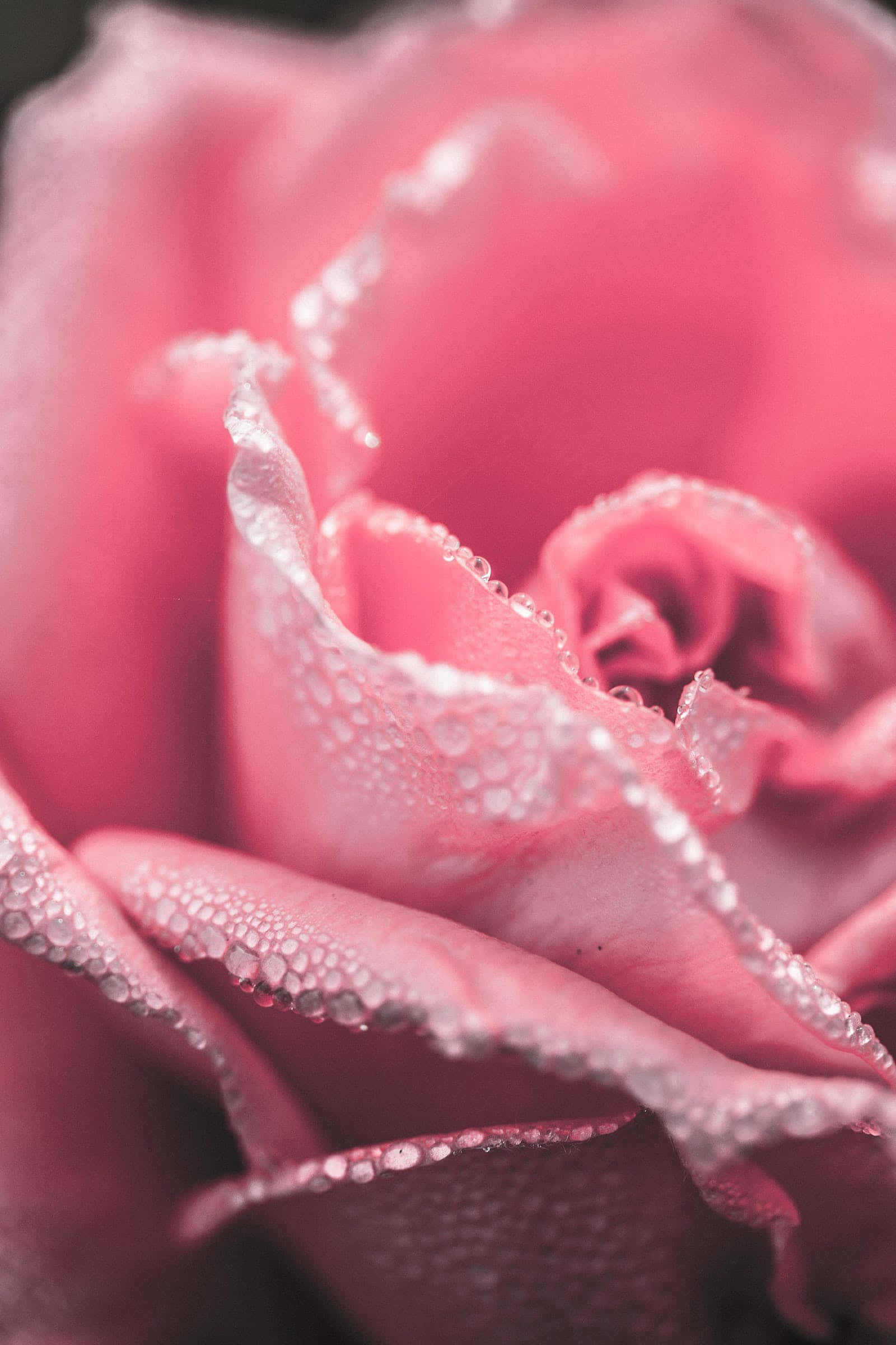 Lys rosa bakgrunn med roser og vanndråper Bakgrunner