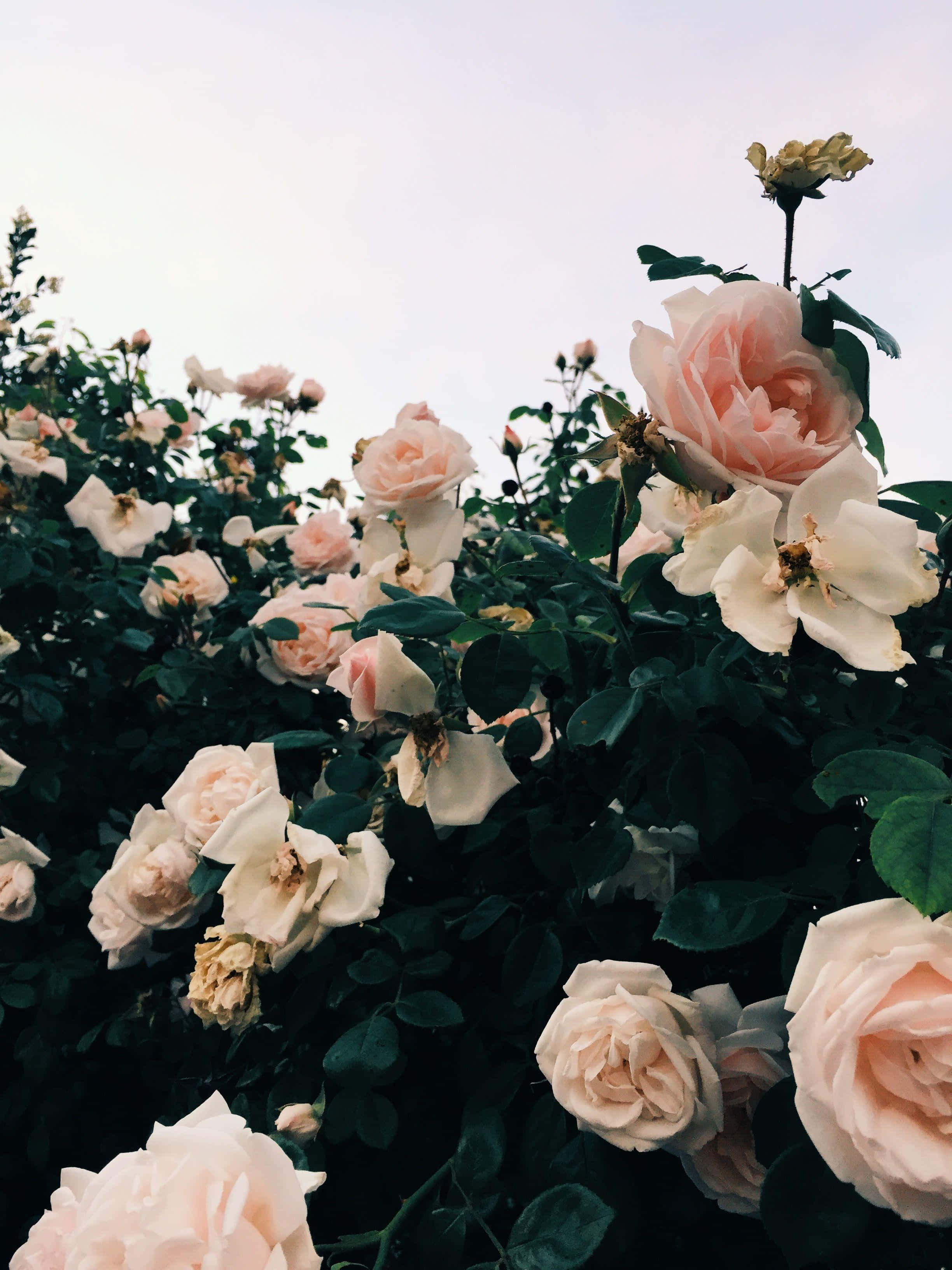 Lys rosa estetikk Bakgrunner