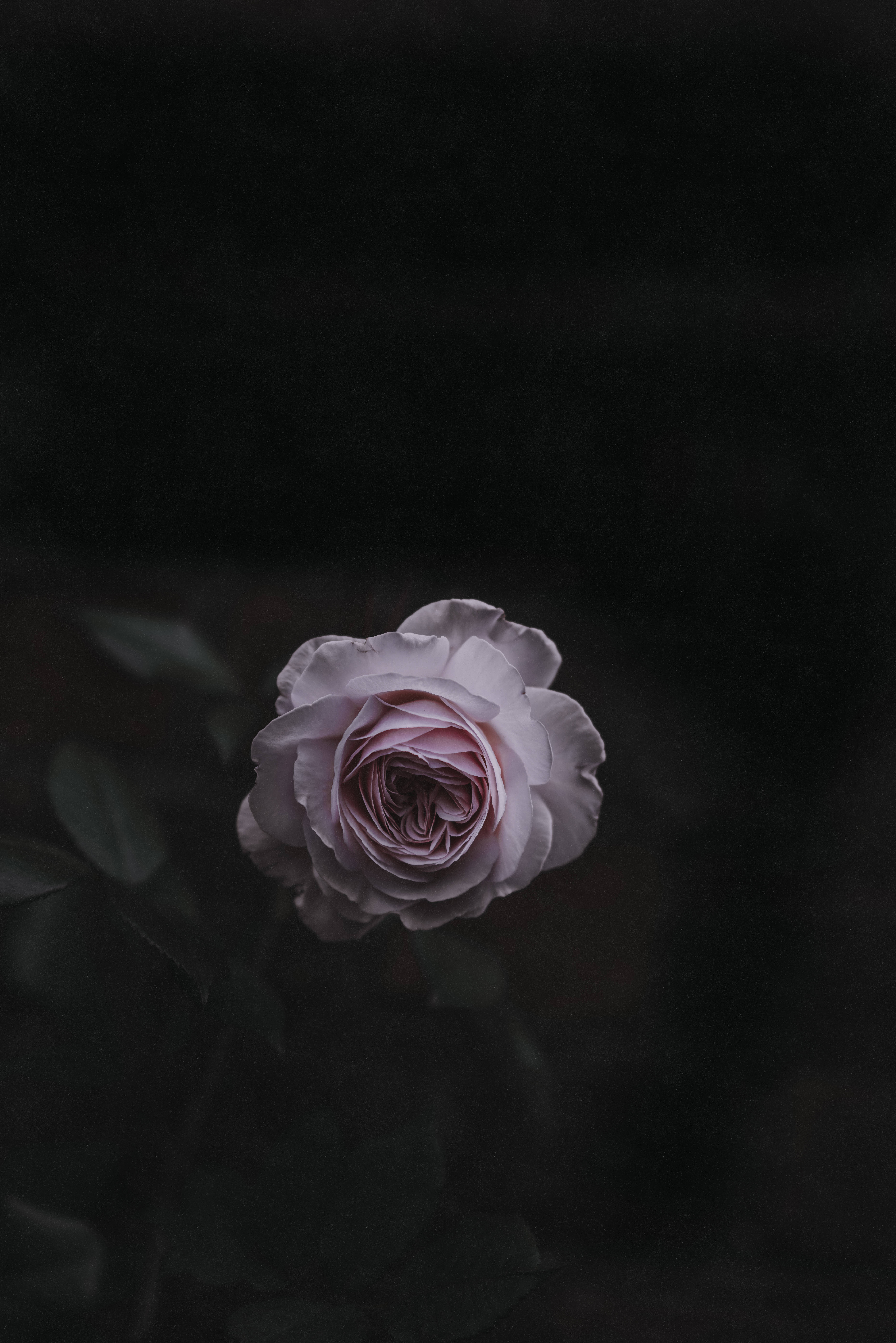 Lys rosa roseblomst Bakgrunner