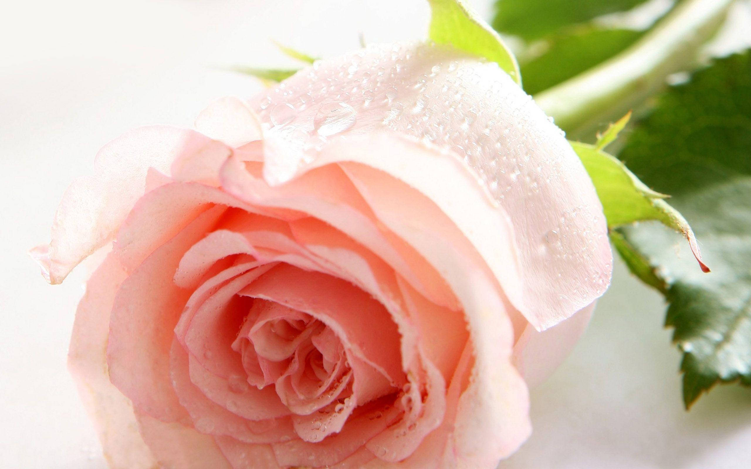Lys rosa roseblomst Bakgrunner