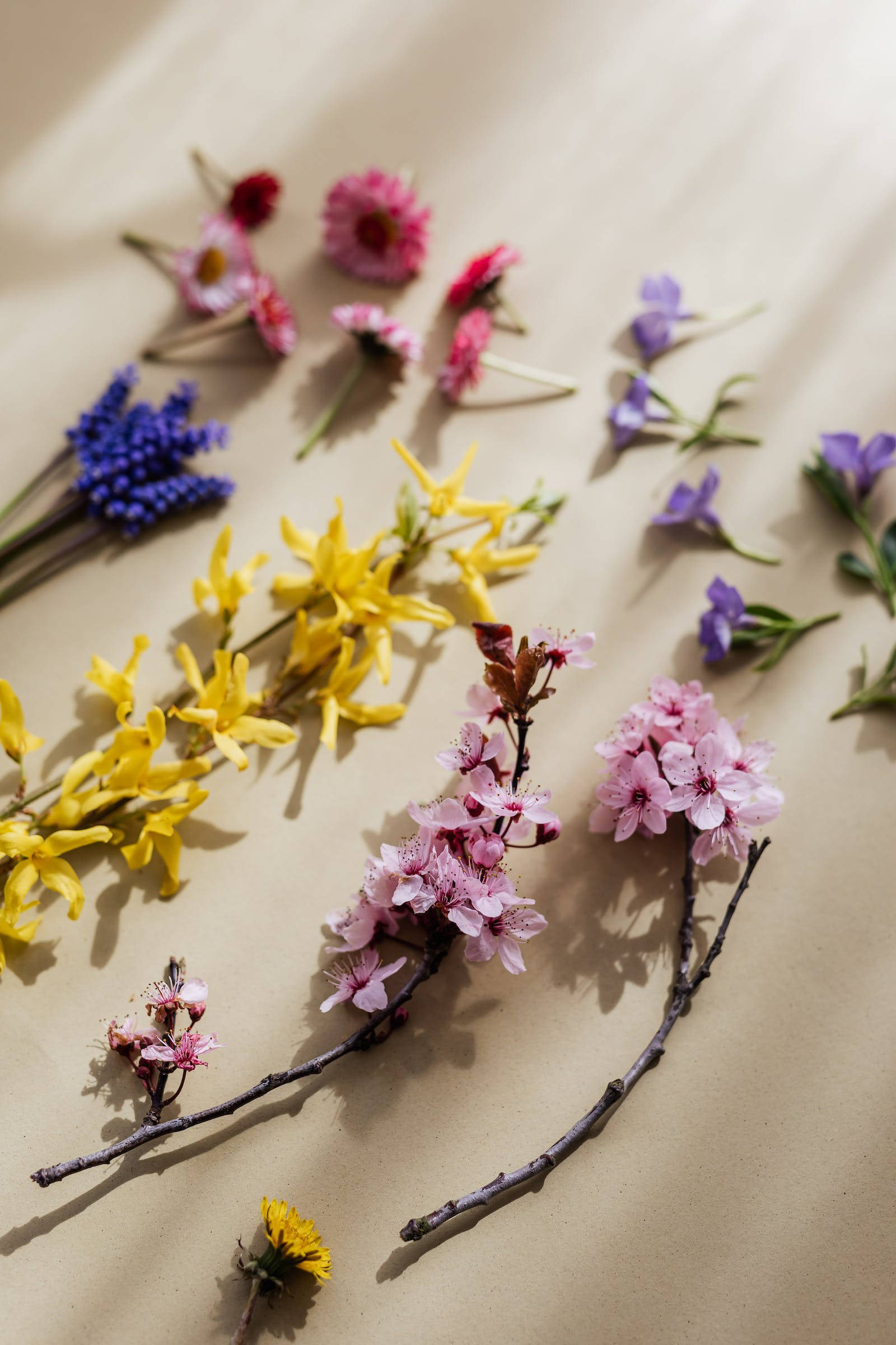 Lyse lilla estetiske blomster Bakgrunner