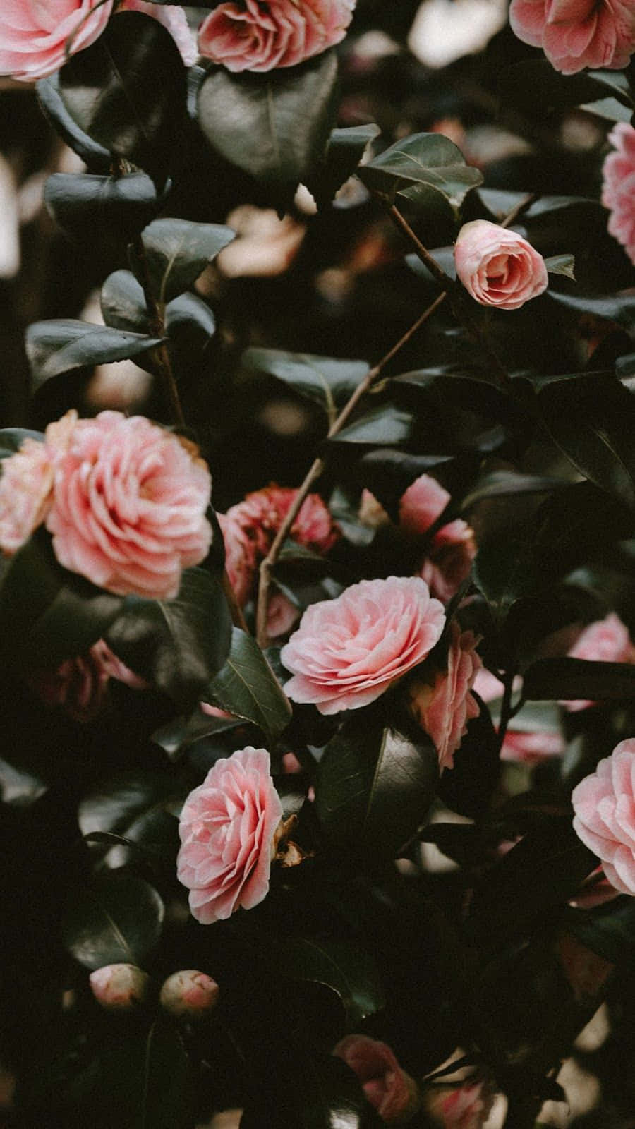 Lyse rosa blomster i full blomst - en fantastisk vårutsikt Bakgrunner