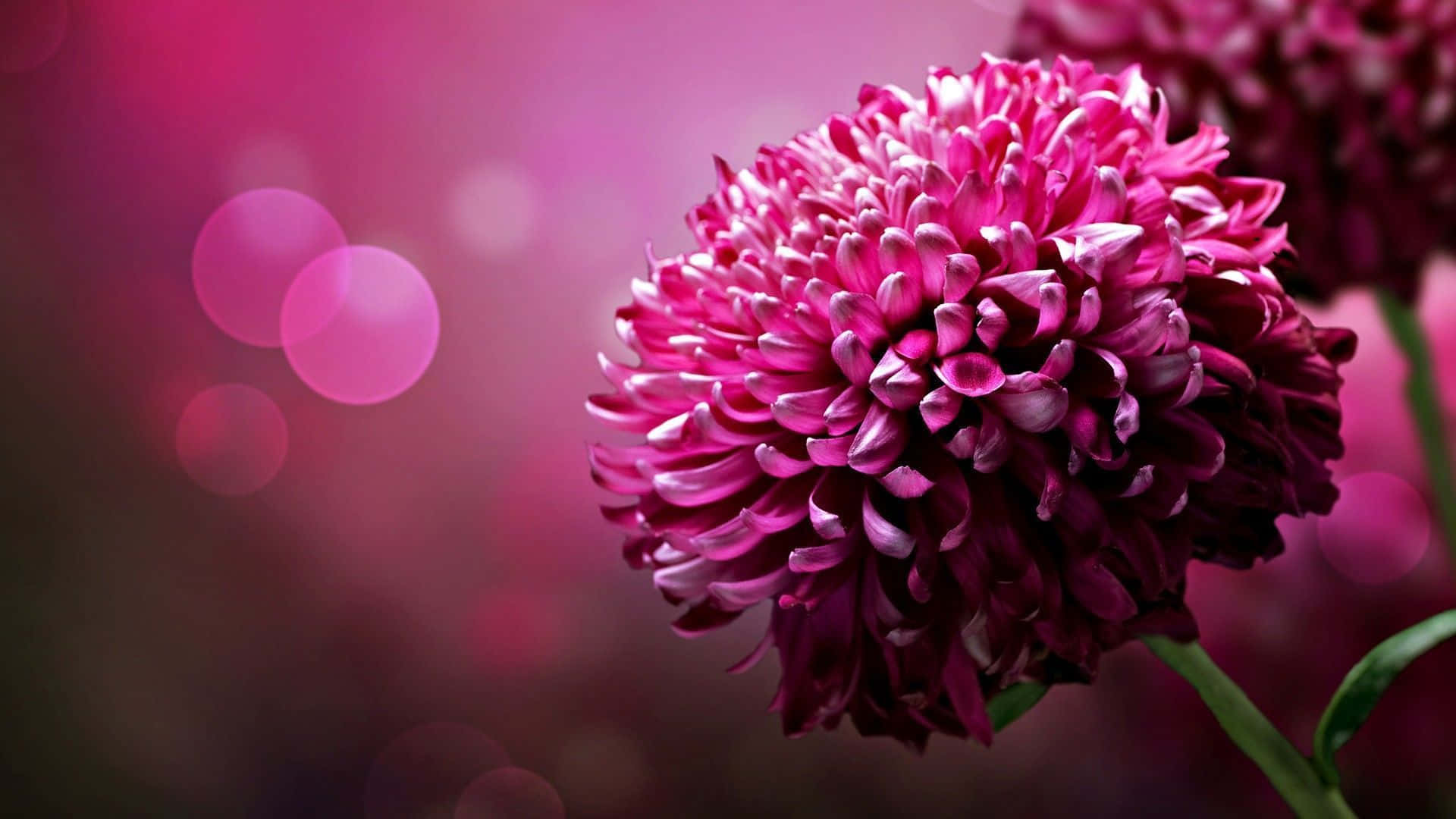 Lyst og glad rosa blomsterbakgrunn Bakgrunner