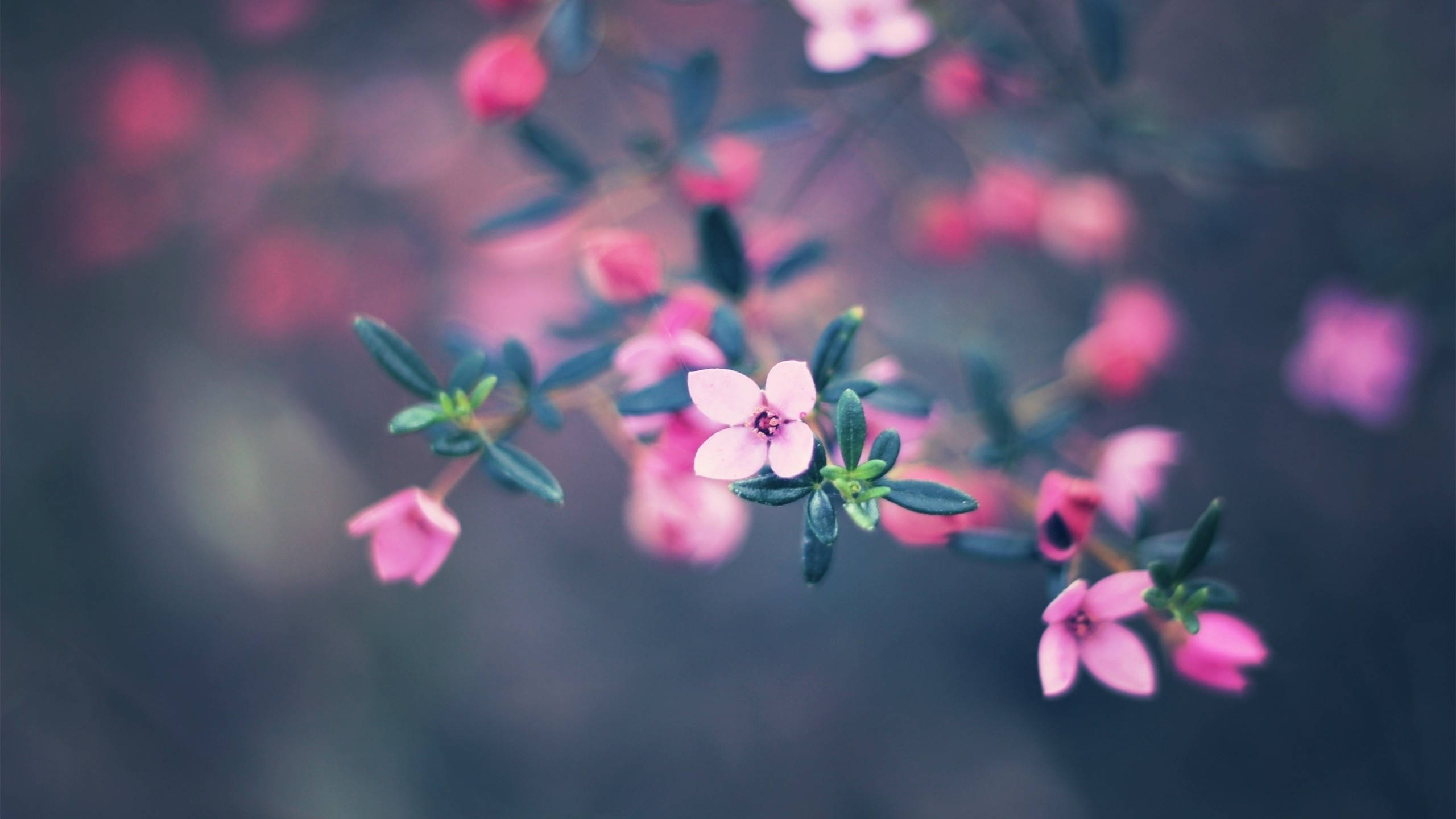 MacBook Air små blomster Bakgrunner