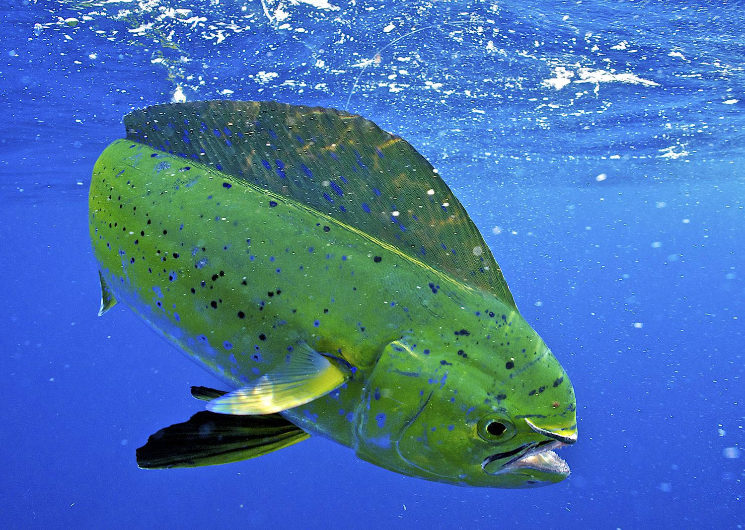 Mahi-Mahi-fisk som berører havoverflaten Bakgrunner