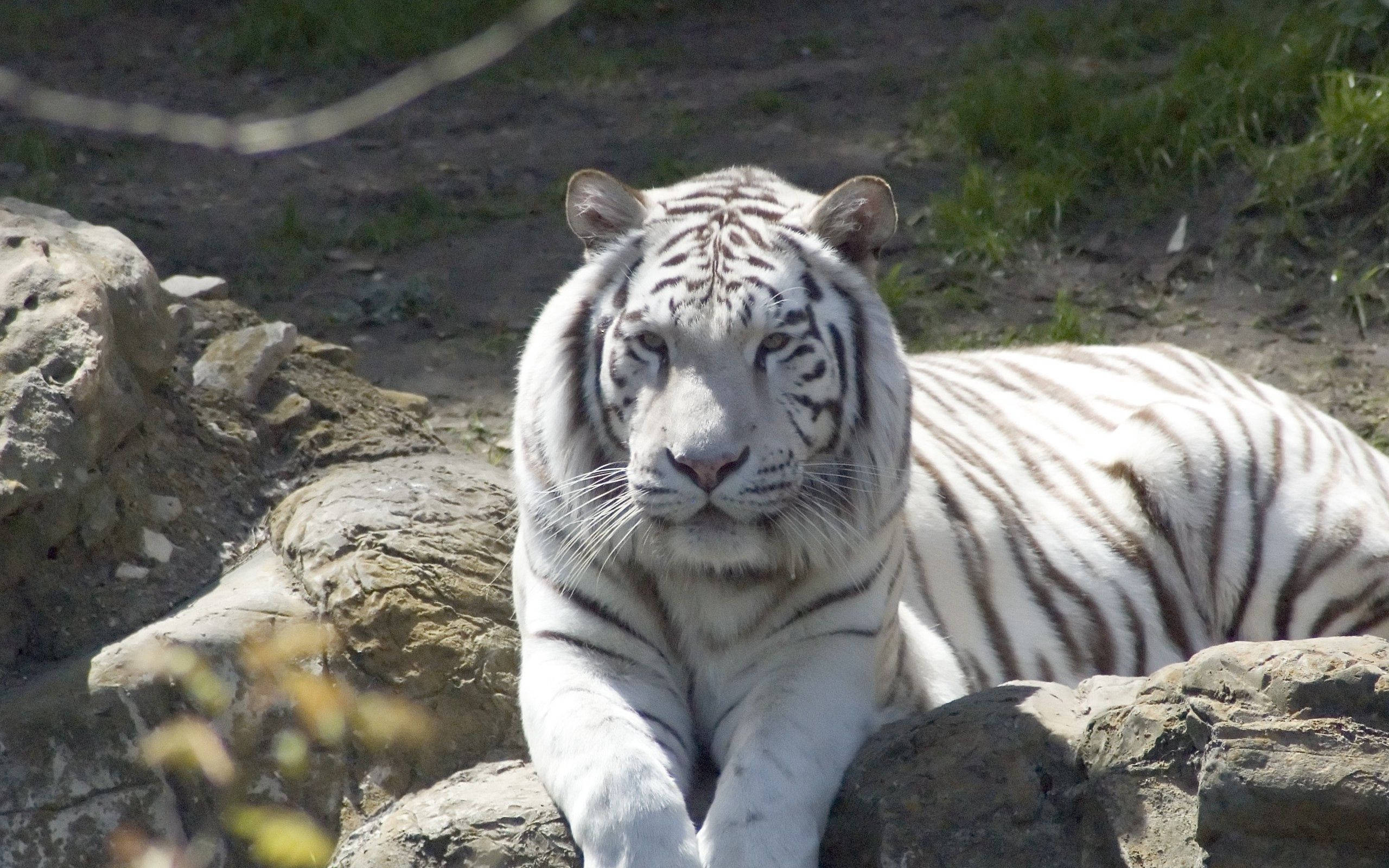 Majestetisk albinotiger som sitter på en stein Bakgrunner