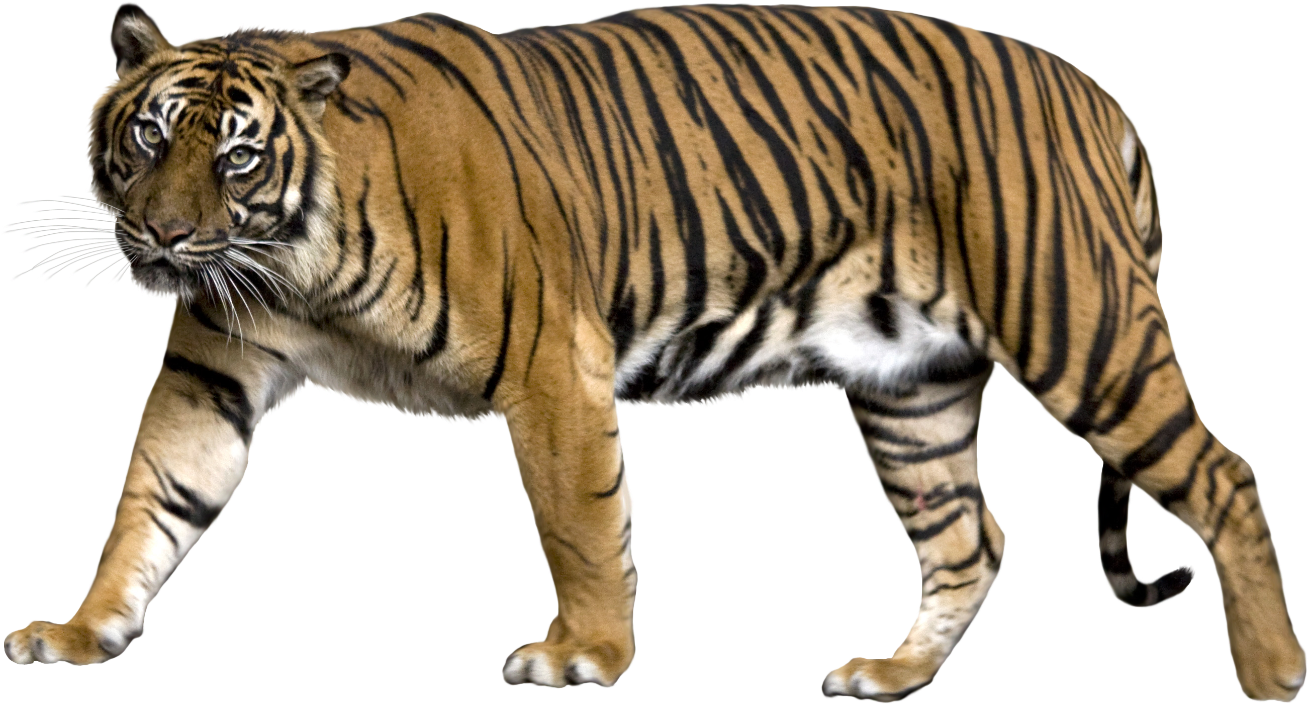 Majestetisk gående tiger Bakgrunner