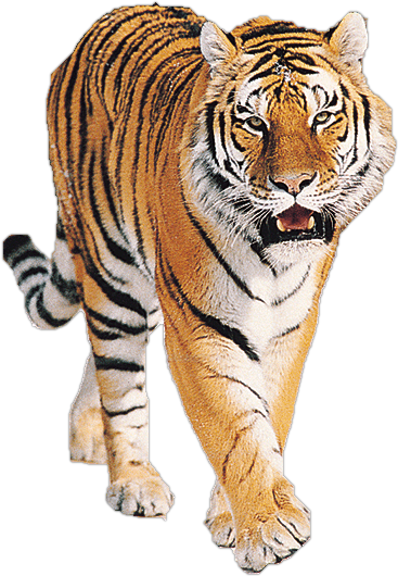 Majestetisk gående tiger Bakgrunner