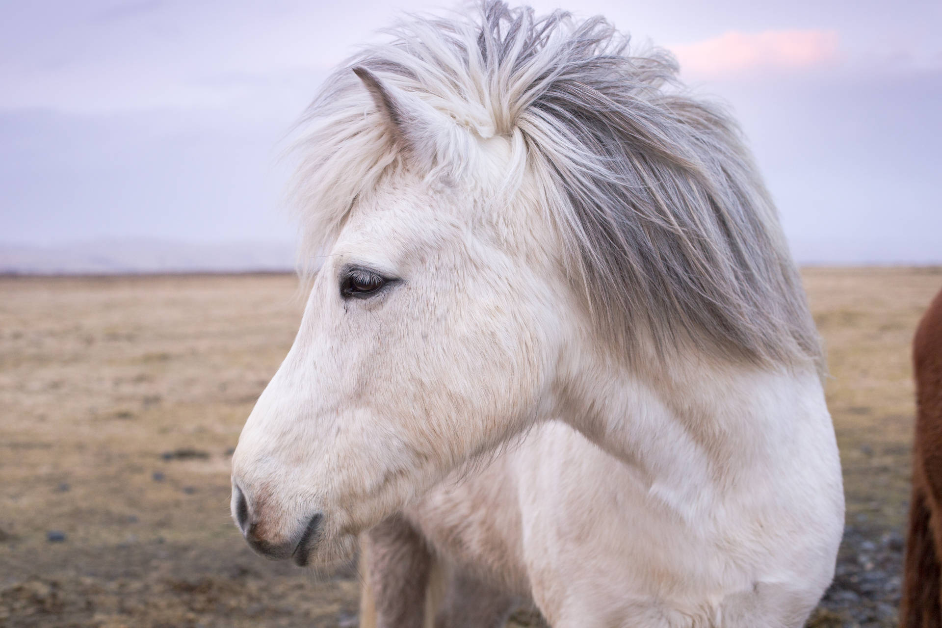 Hvit hest nærbilde fotografi på en prærie bakgrunnsbilde