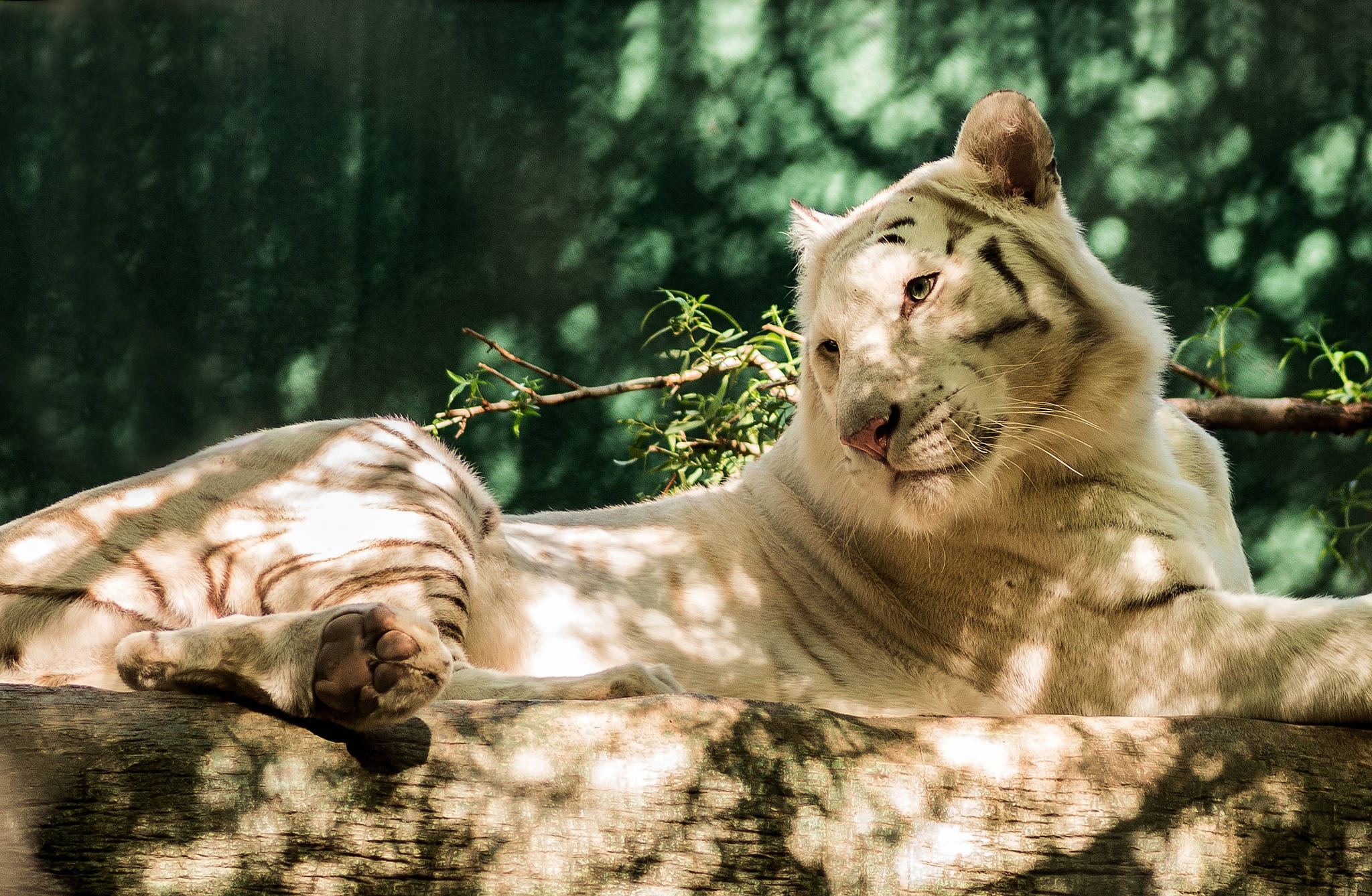 Majestetisk hvit tiger skiller seg ut fra mengden Bakgrunner