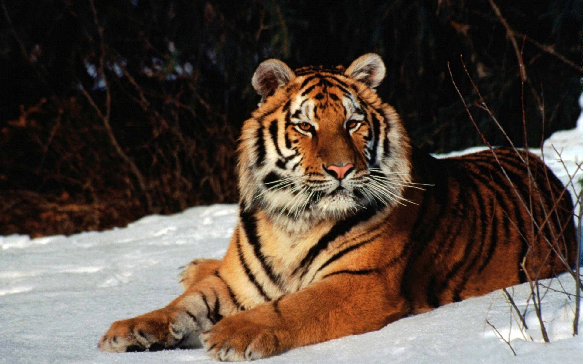 Majestetisk hvit tiger som ligger i snøen Bakgrunner