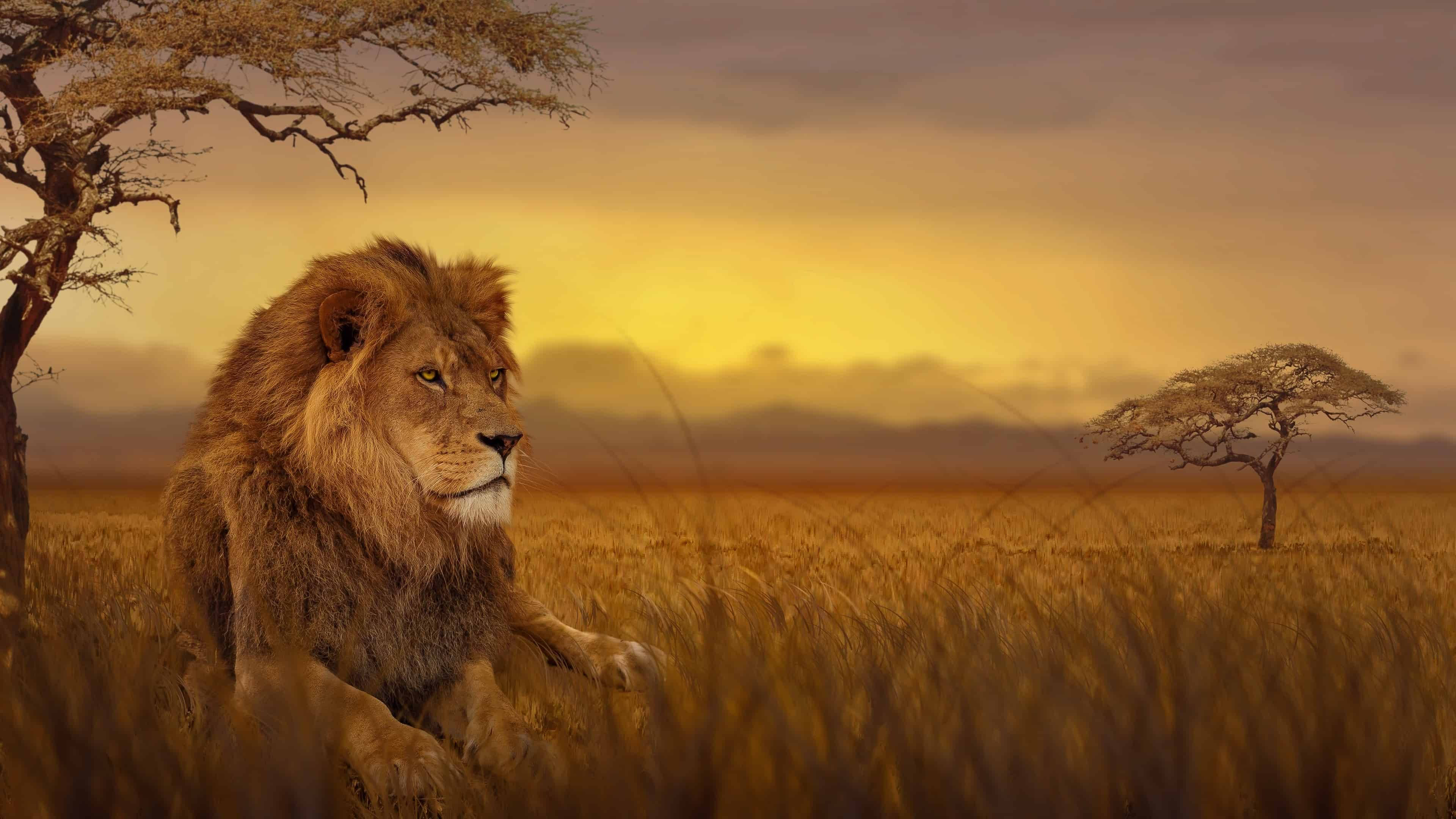 Majestetisk løve Afrika 4K Bakgrunner