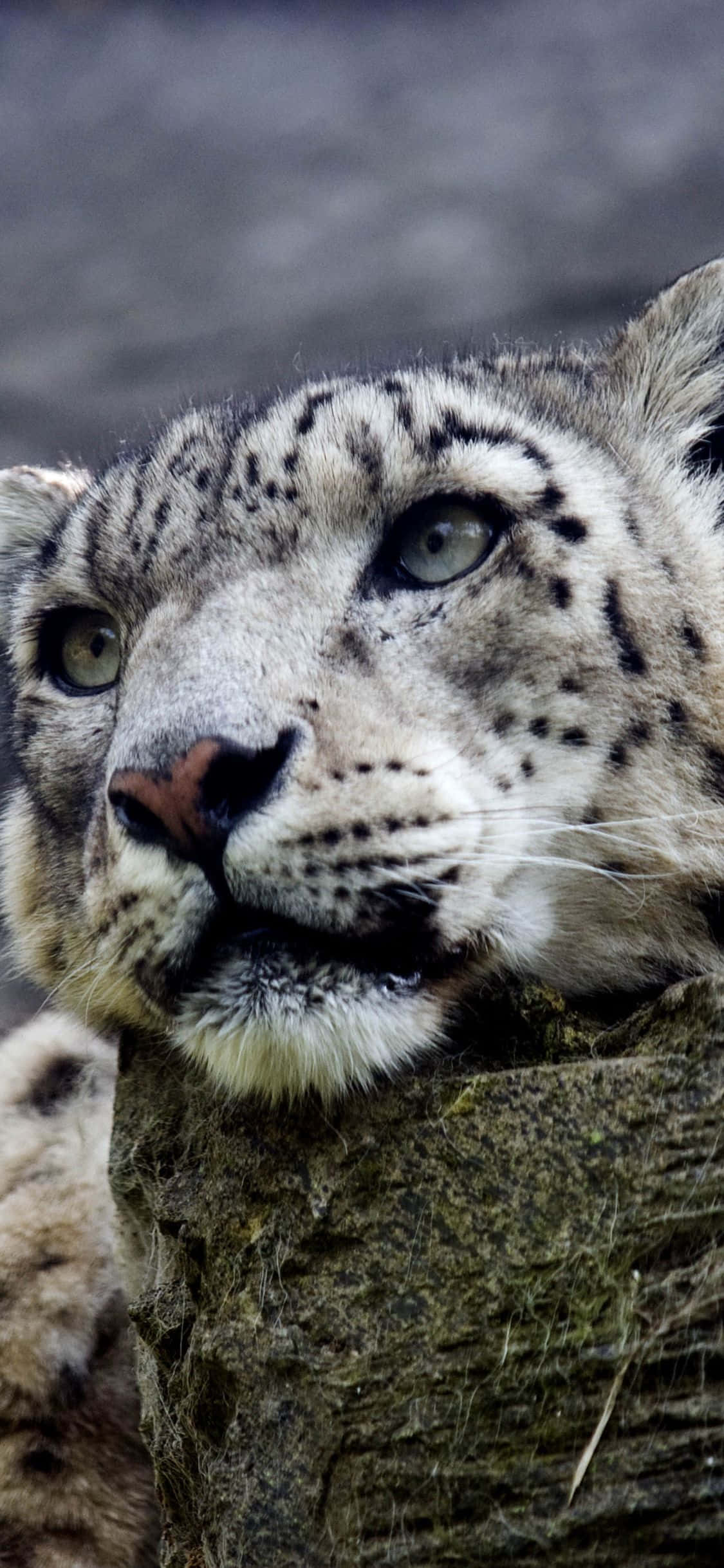 Majestetisk snøleopard mot bakteppet av en kald vinterdag. Bakgrunner