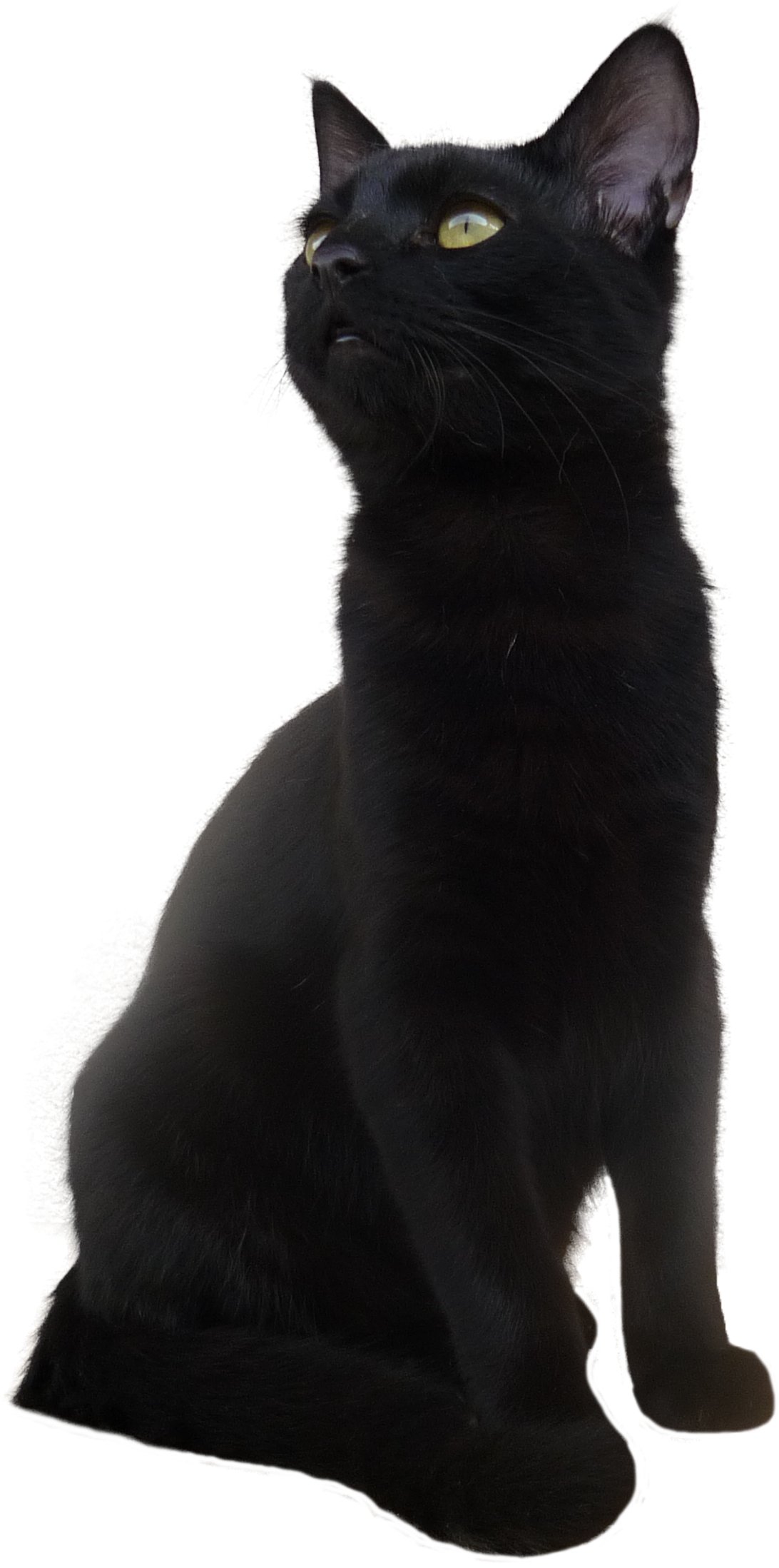 Majestetisk svart katt positur Bakgrunner