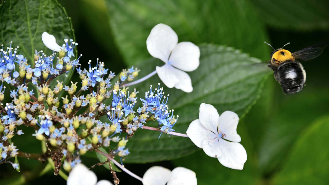 Majestetisk tåkete skog Bakgrunner