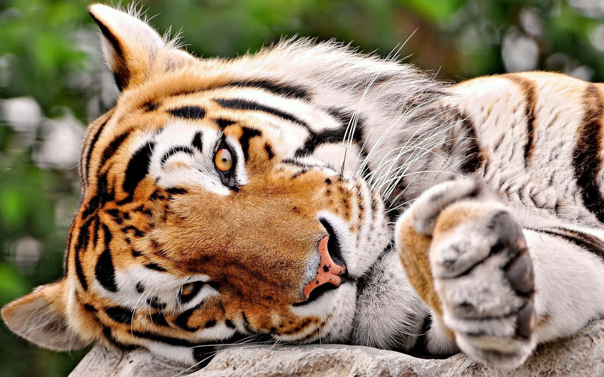 Majestetisk tiger i naturen Bakgrunner