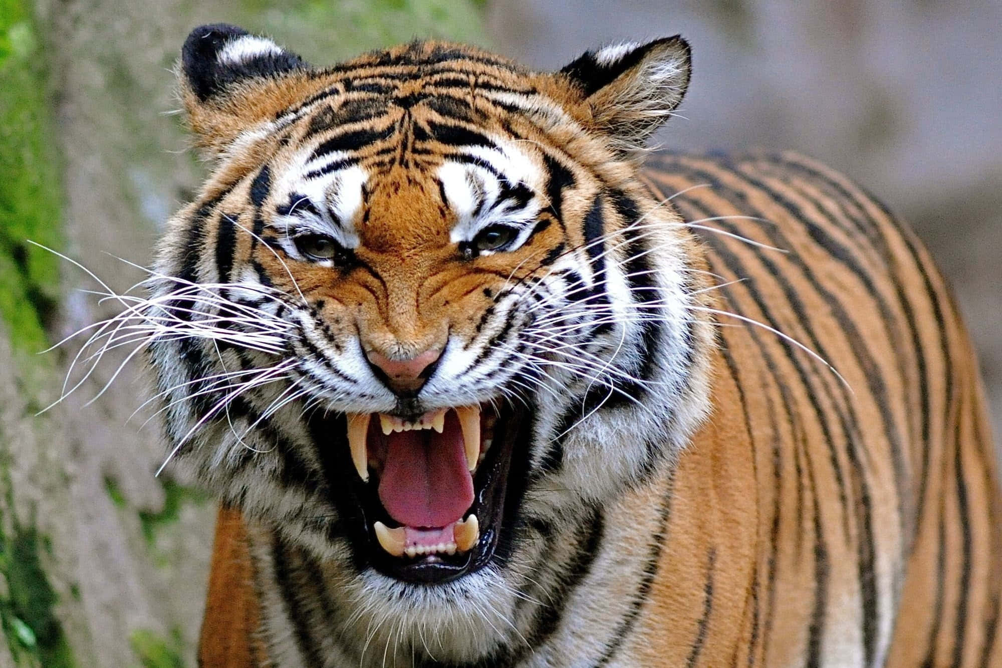 Majestetisk tiger i naturen Bakgrunner