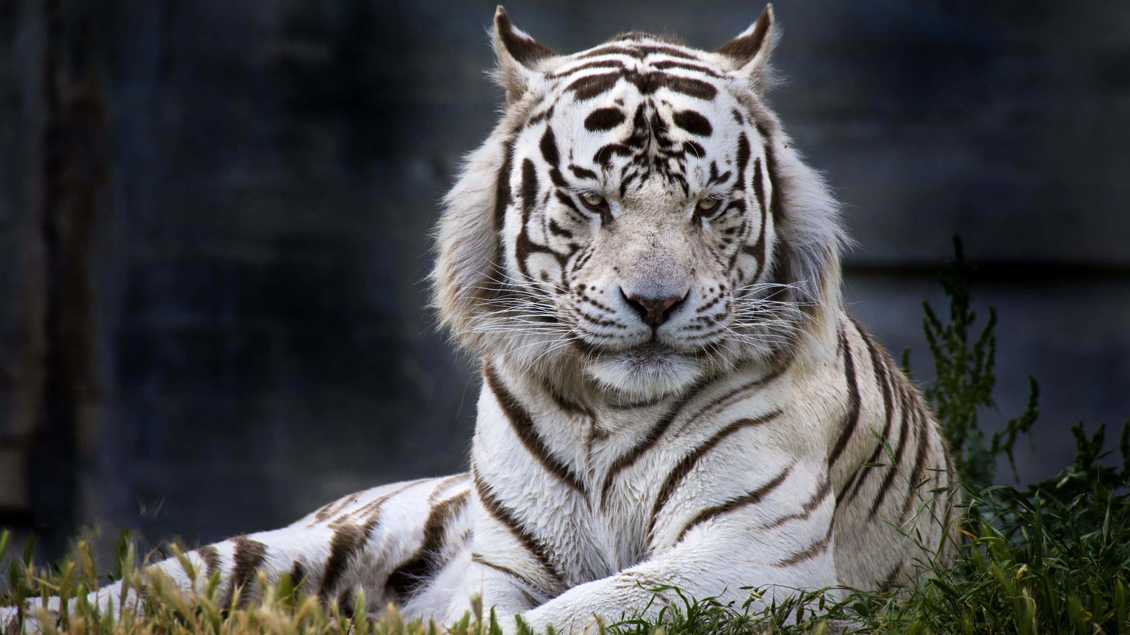 Majestetisk tiger i sitt naturlige habitat Bakgrunner