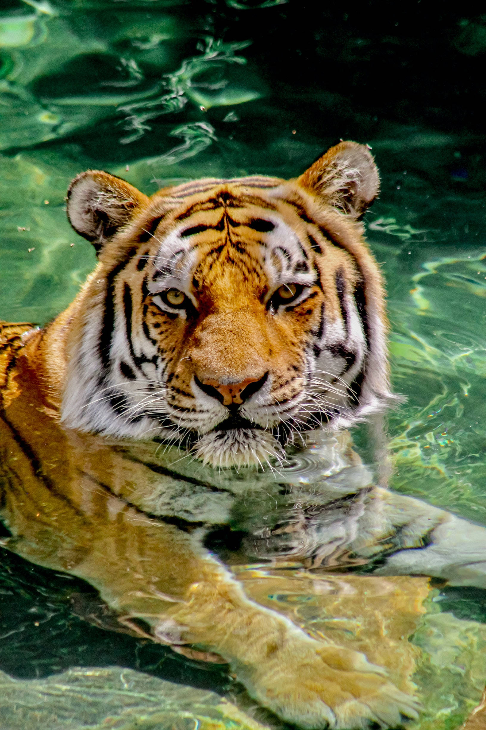 Majestetisk tiger under vann iPhone-bakgrunn Bakgrunner