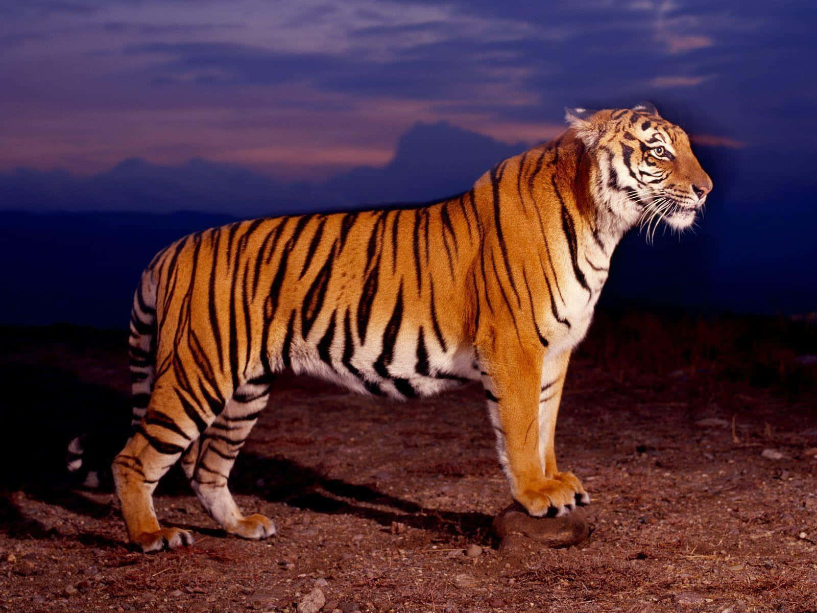Majestetisk tiger på jakt i villmarken Bakgrunner
