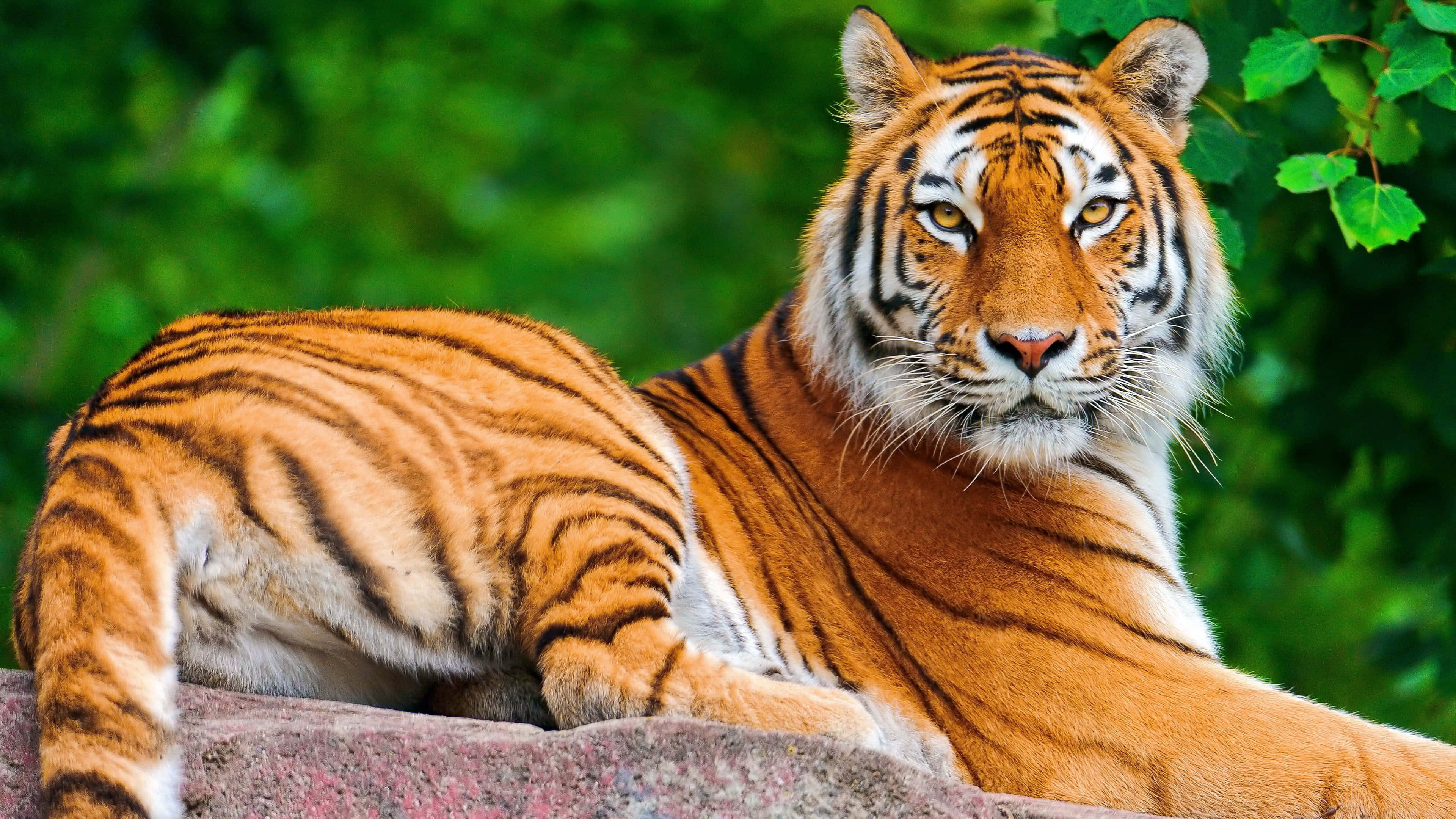 Majestetisk tiger i sitt naturlige habitat Bakgrunner