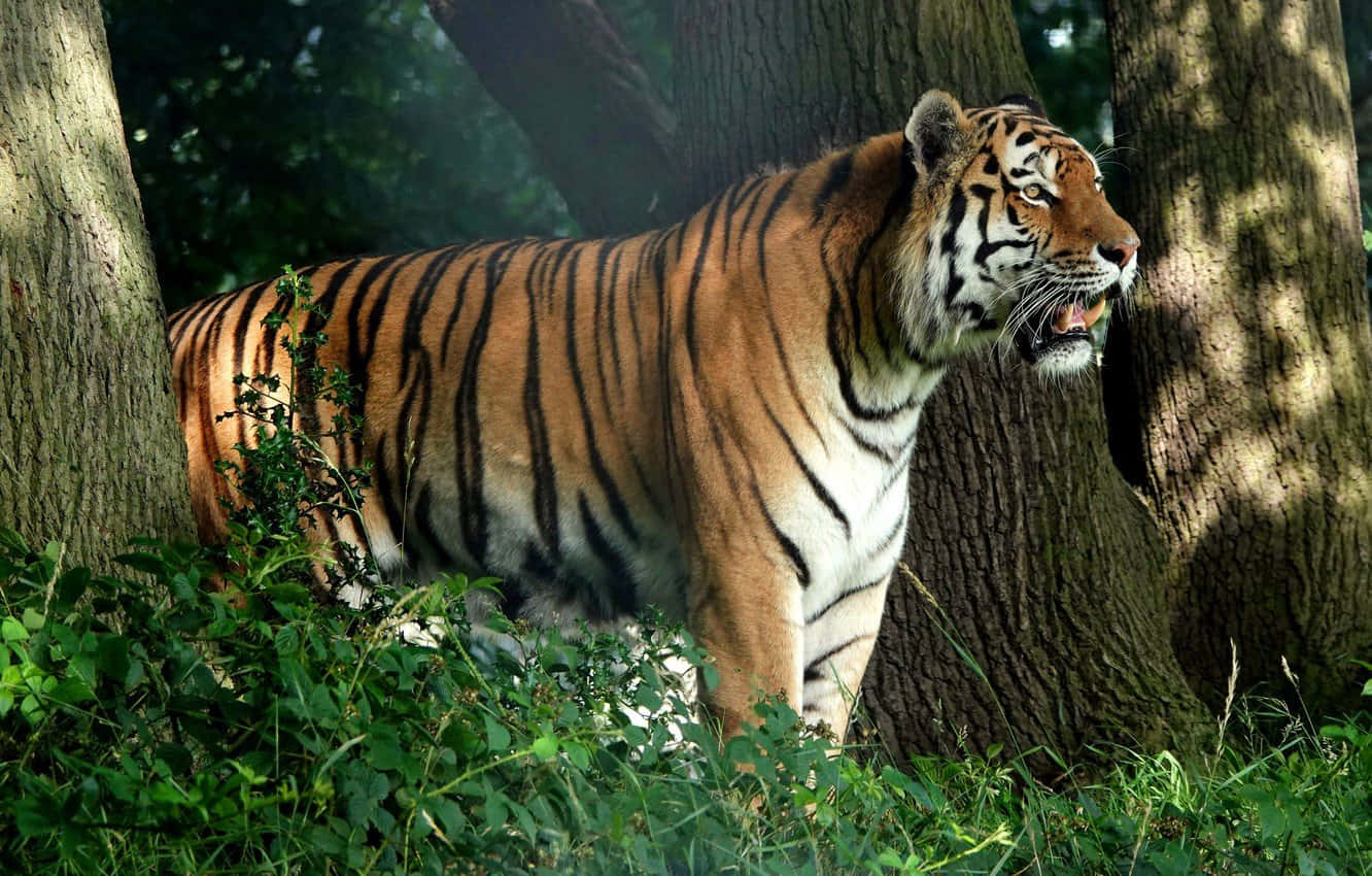 Majestetisk tiger på jakt i villmarken Bakgrunner