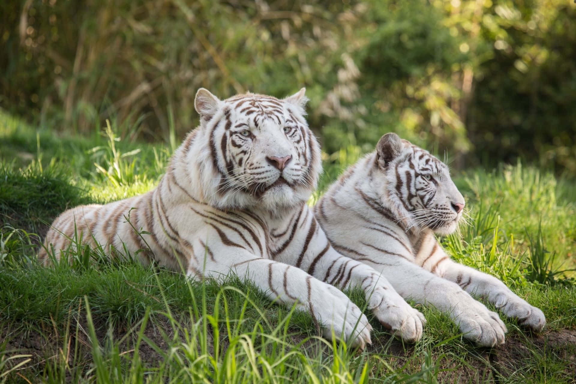 Majestetisk tiger som lusker i en skog Bakgrunner