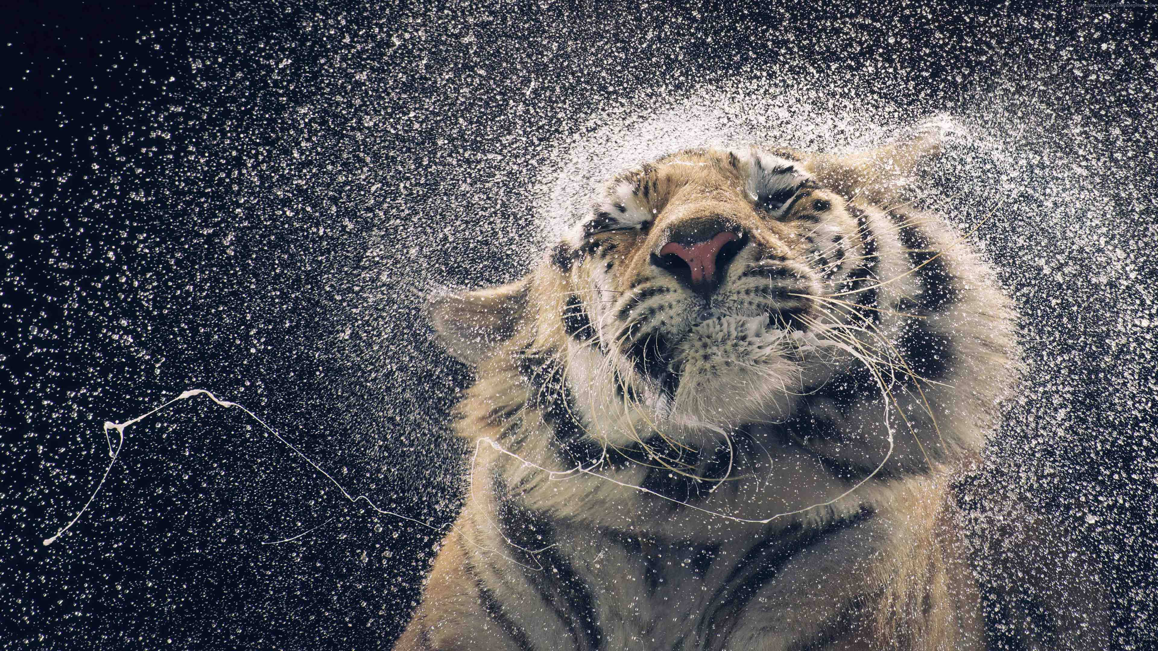 Majestetisk tiger som rister på hodet Bakgrunner