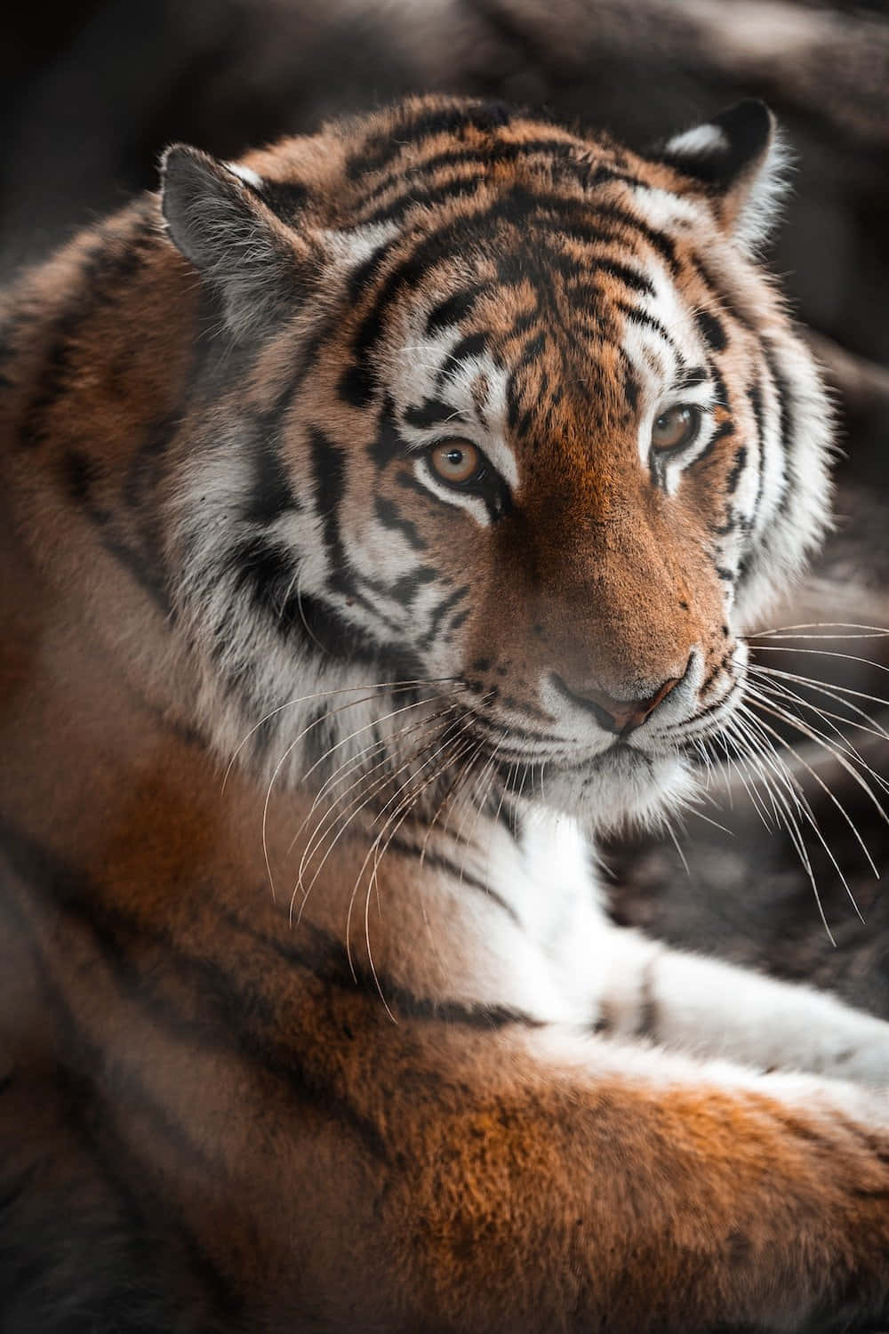 Majestetisk tiger som slapper av i naturen Bakgrunner