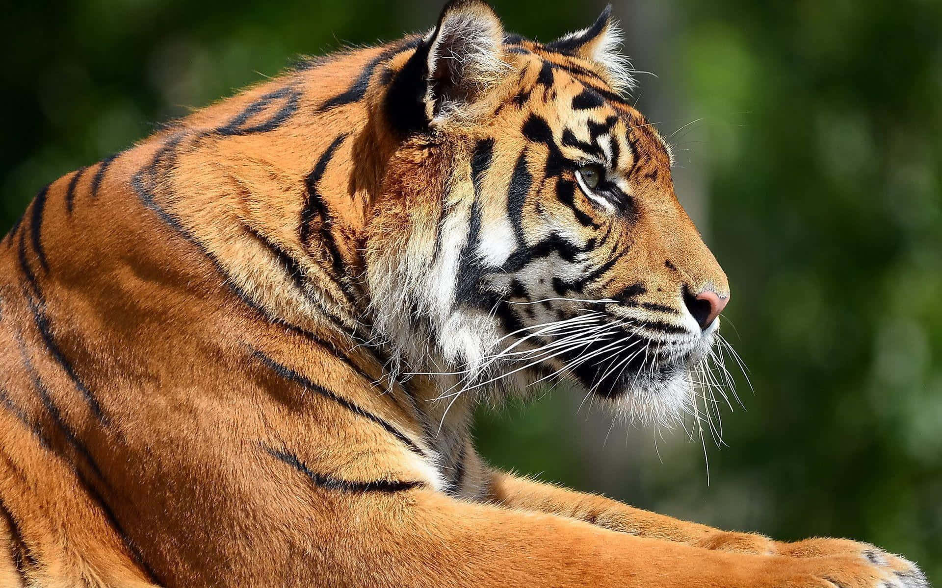 Majestetisk tiger som streifer gjennom villmarken Bakgrunner
