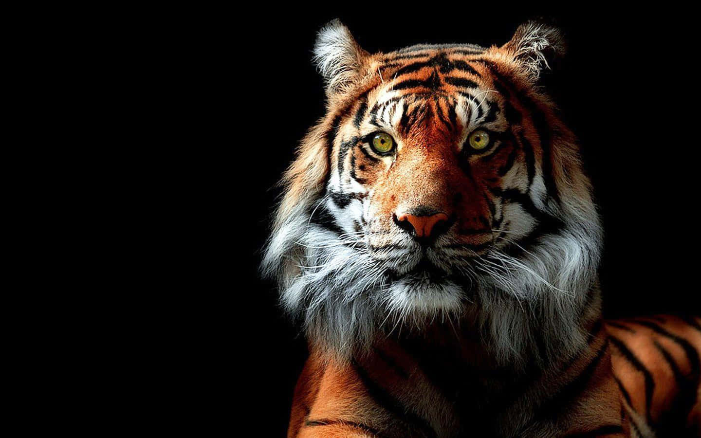 Majestetisk tiger som vandrer i villmarken Bakgrunner