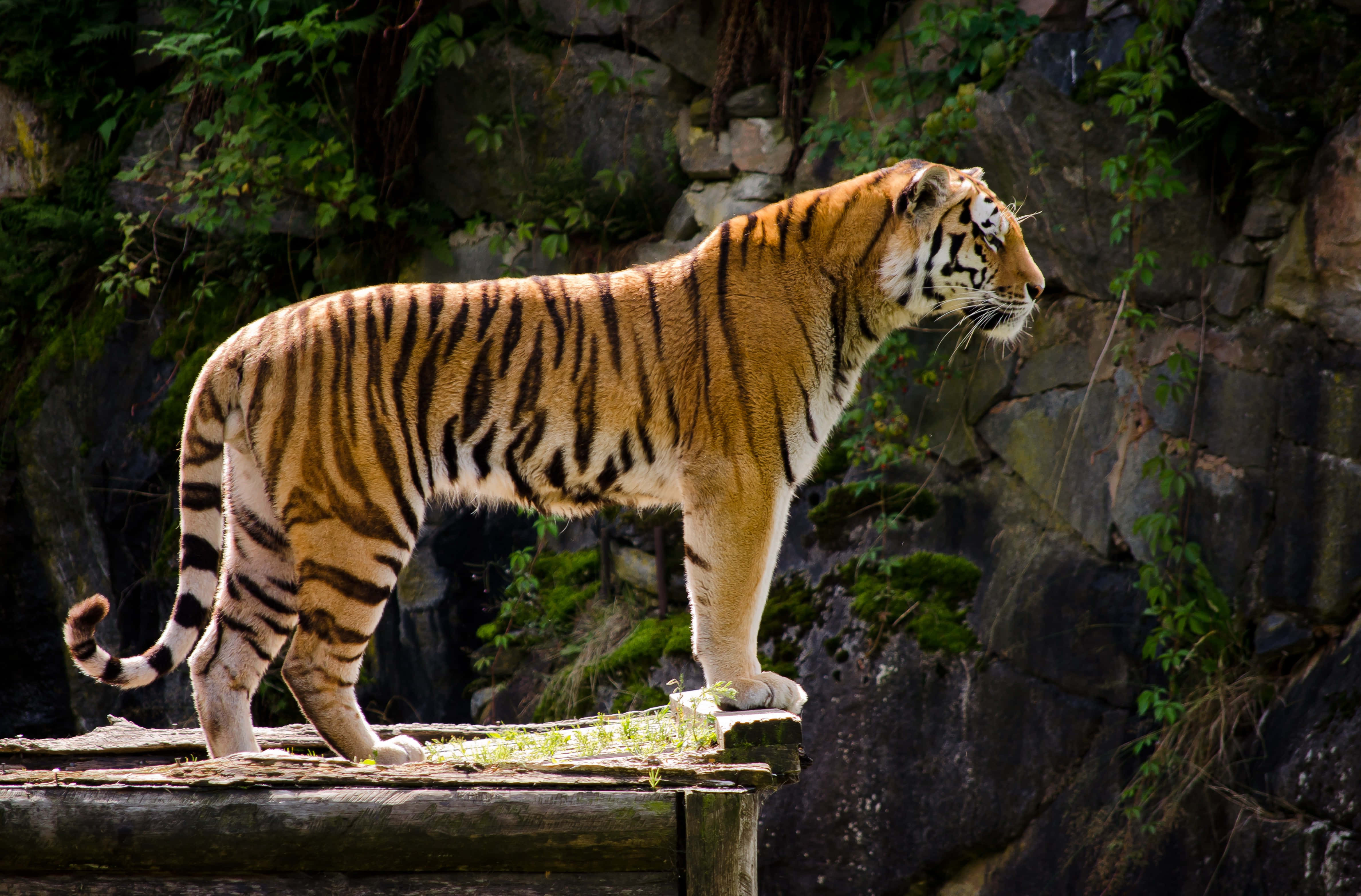 Majestetisk tiger vandrer i jungelen Bakgrunner