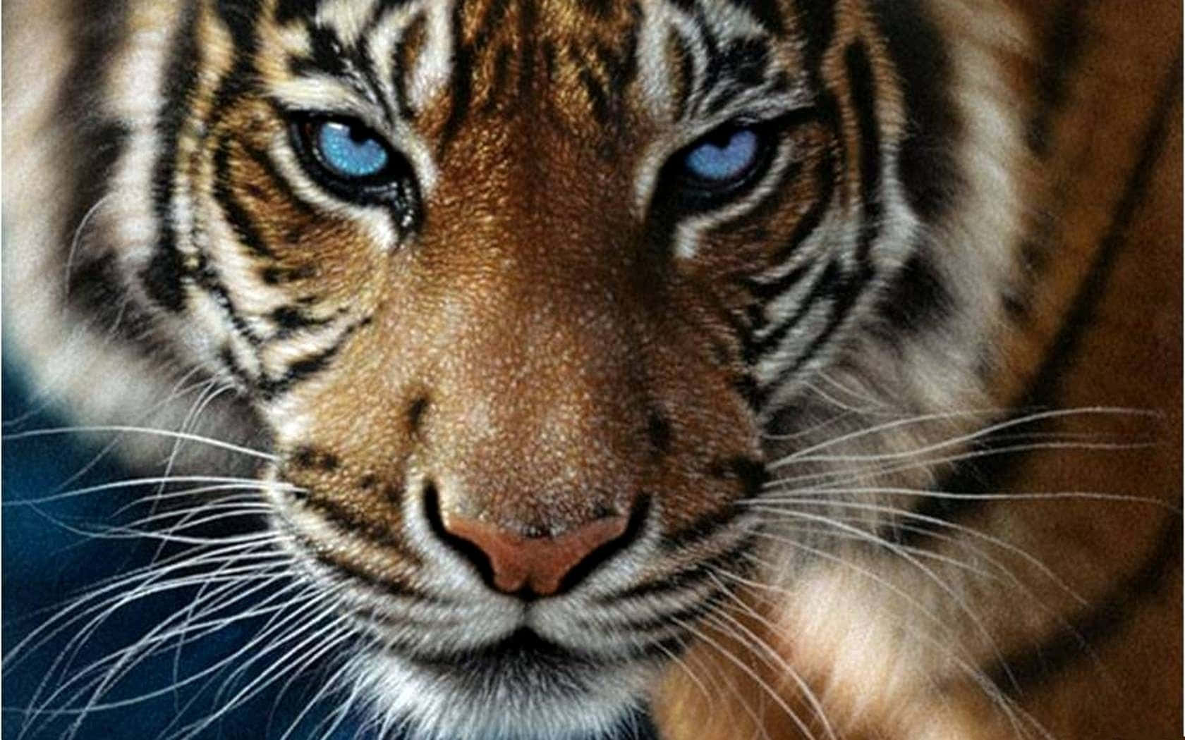 Majestetisk vill tiger i sitt naturlige habitat Bakgrunner