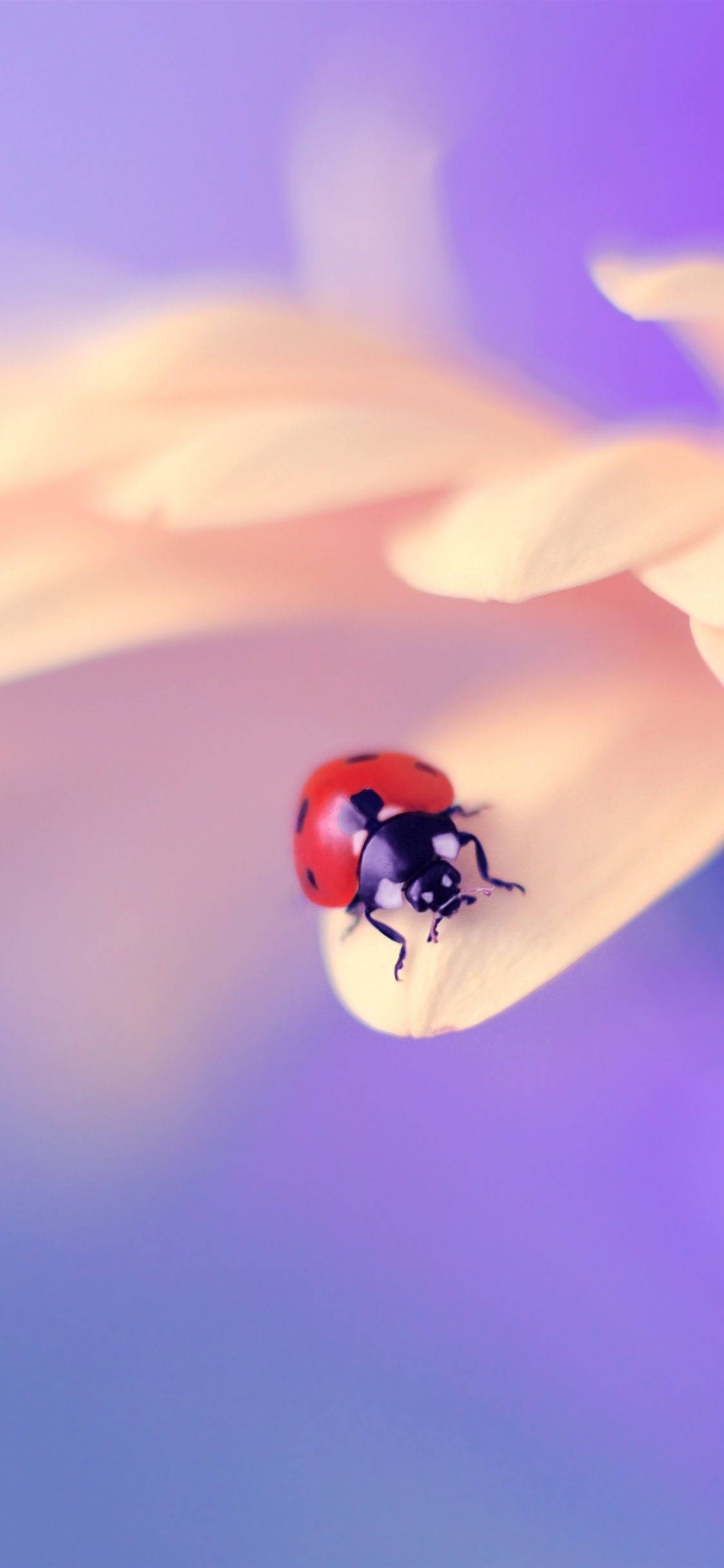 Marihøne på en blomst Bakgrunner
