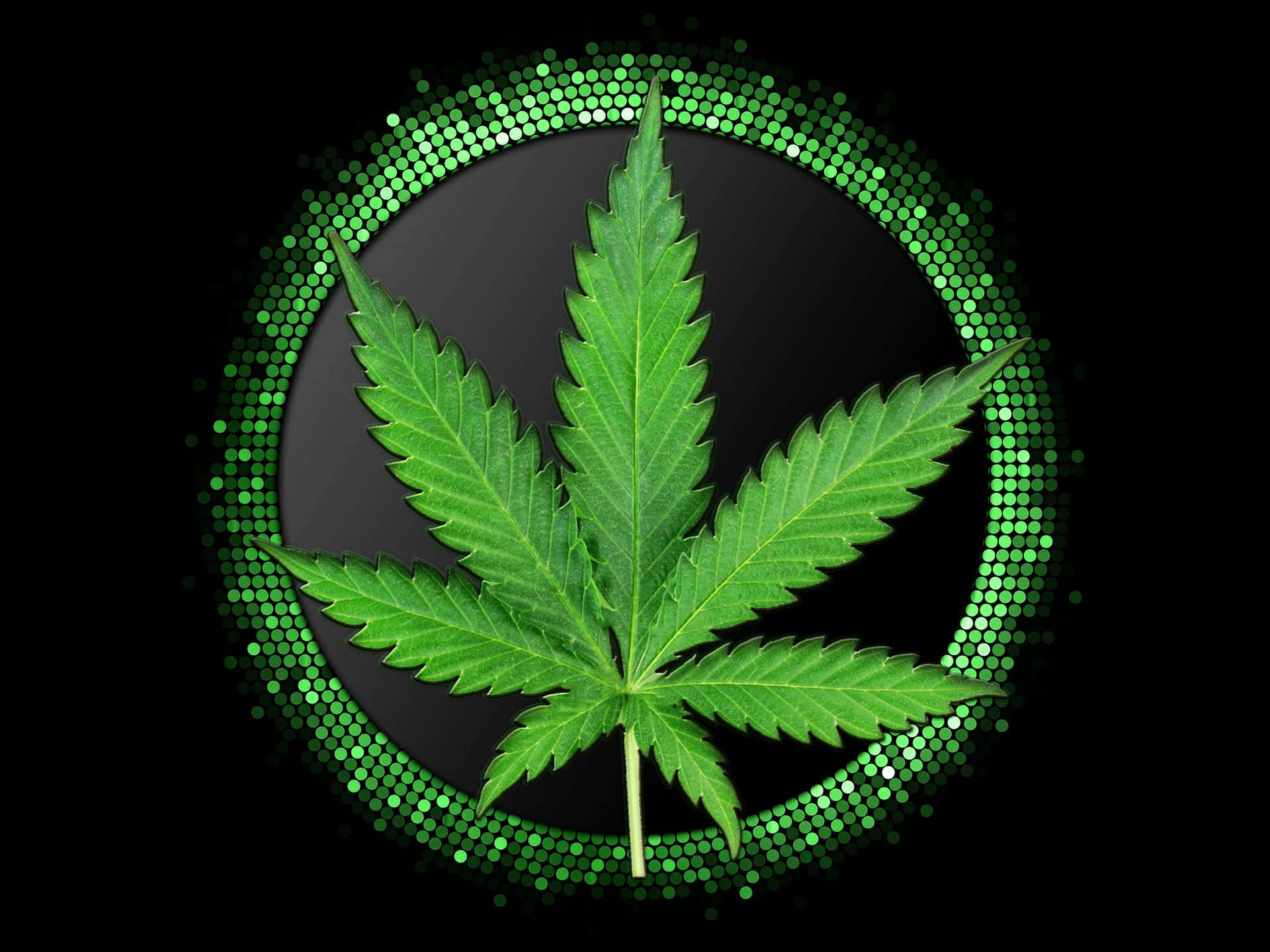 Marihuana-blad omgitt av grønne sirkler Bakgrunner
